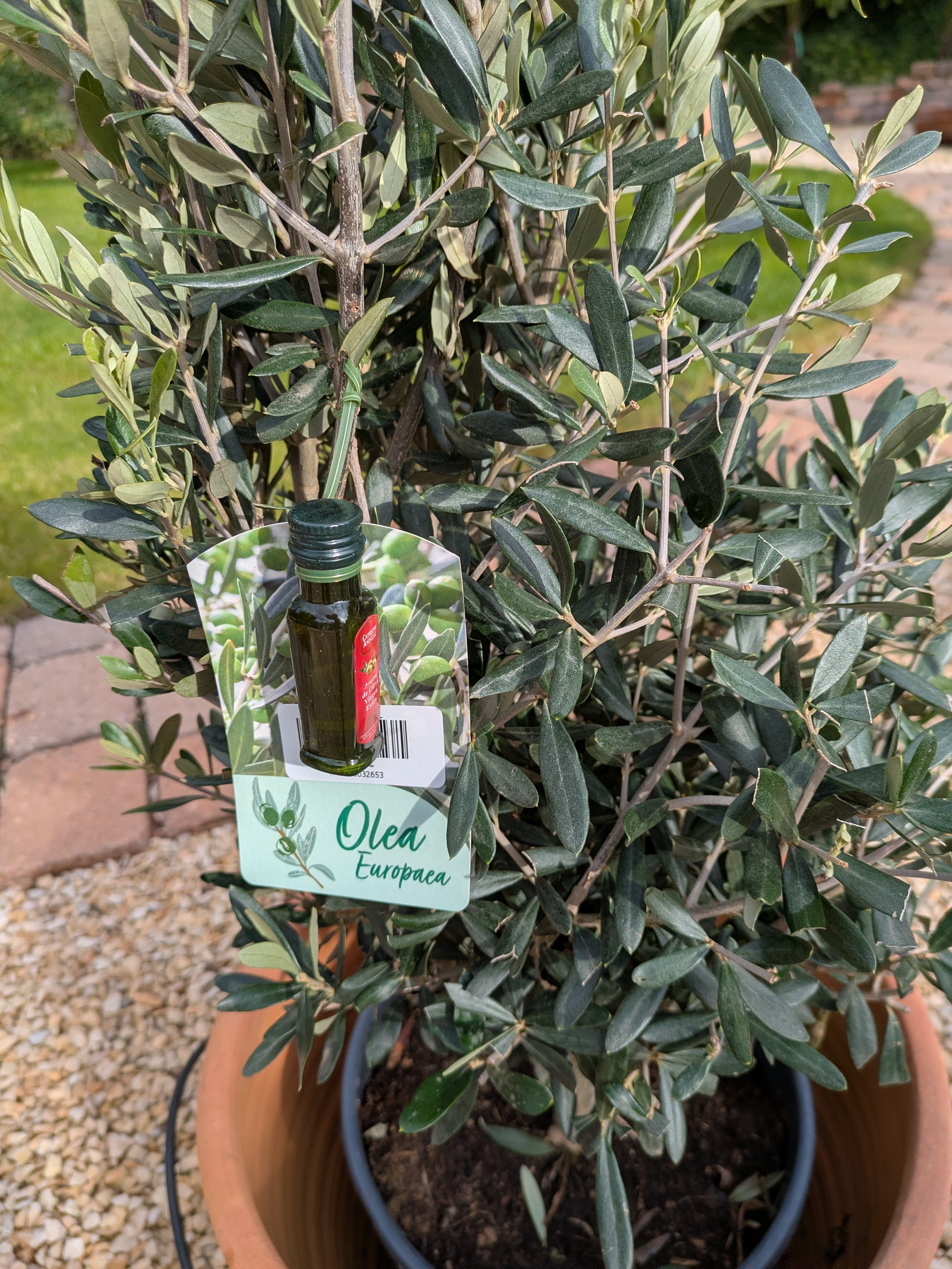 Olivenbusch Kegelform " Arbusto"