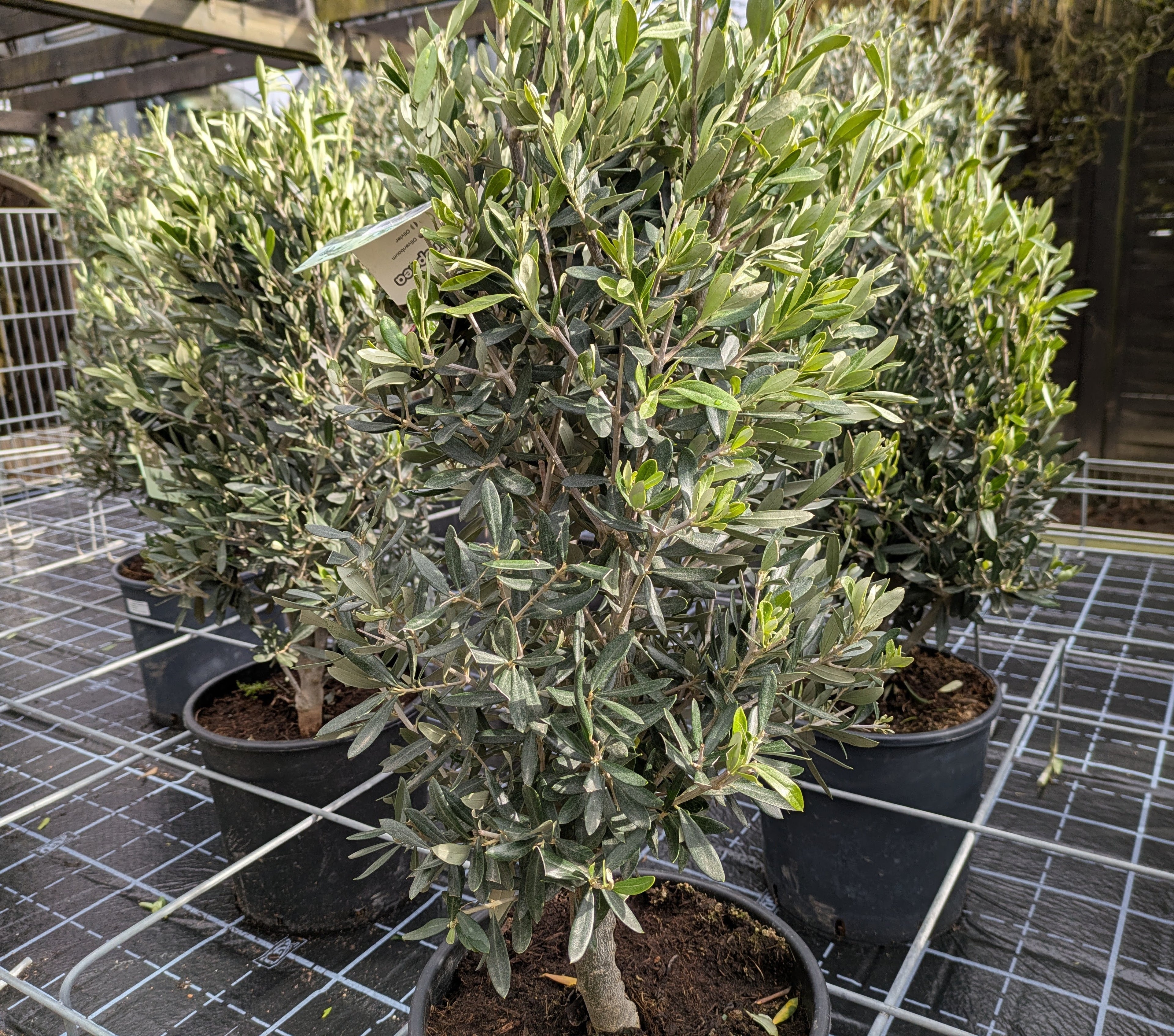 Olivenbusch Kegelform " Arbusto"