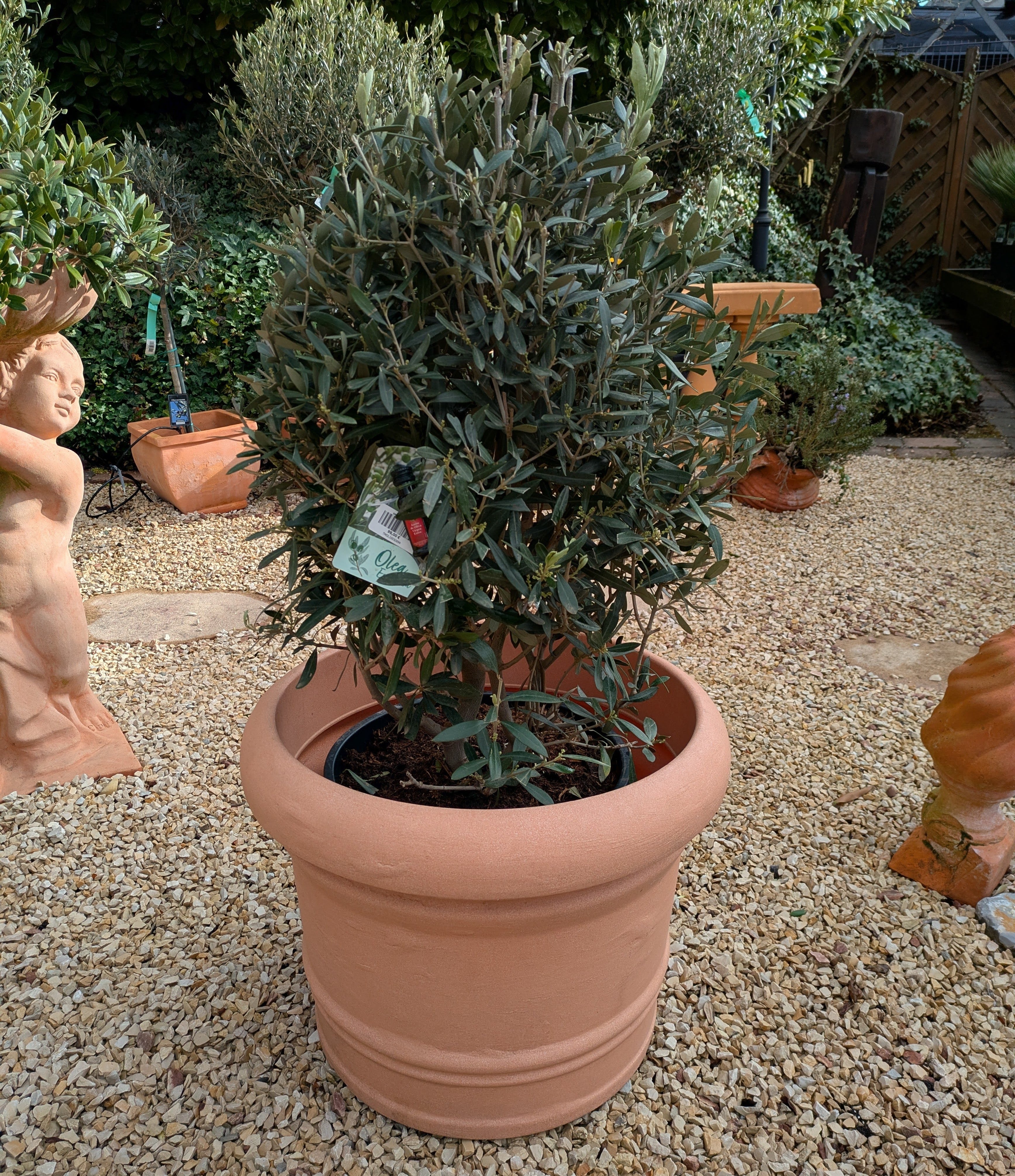 Olivenbusch 10 Jahre "cuno"