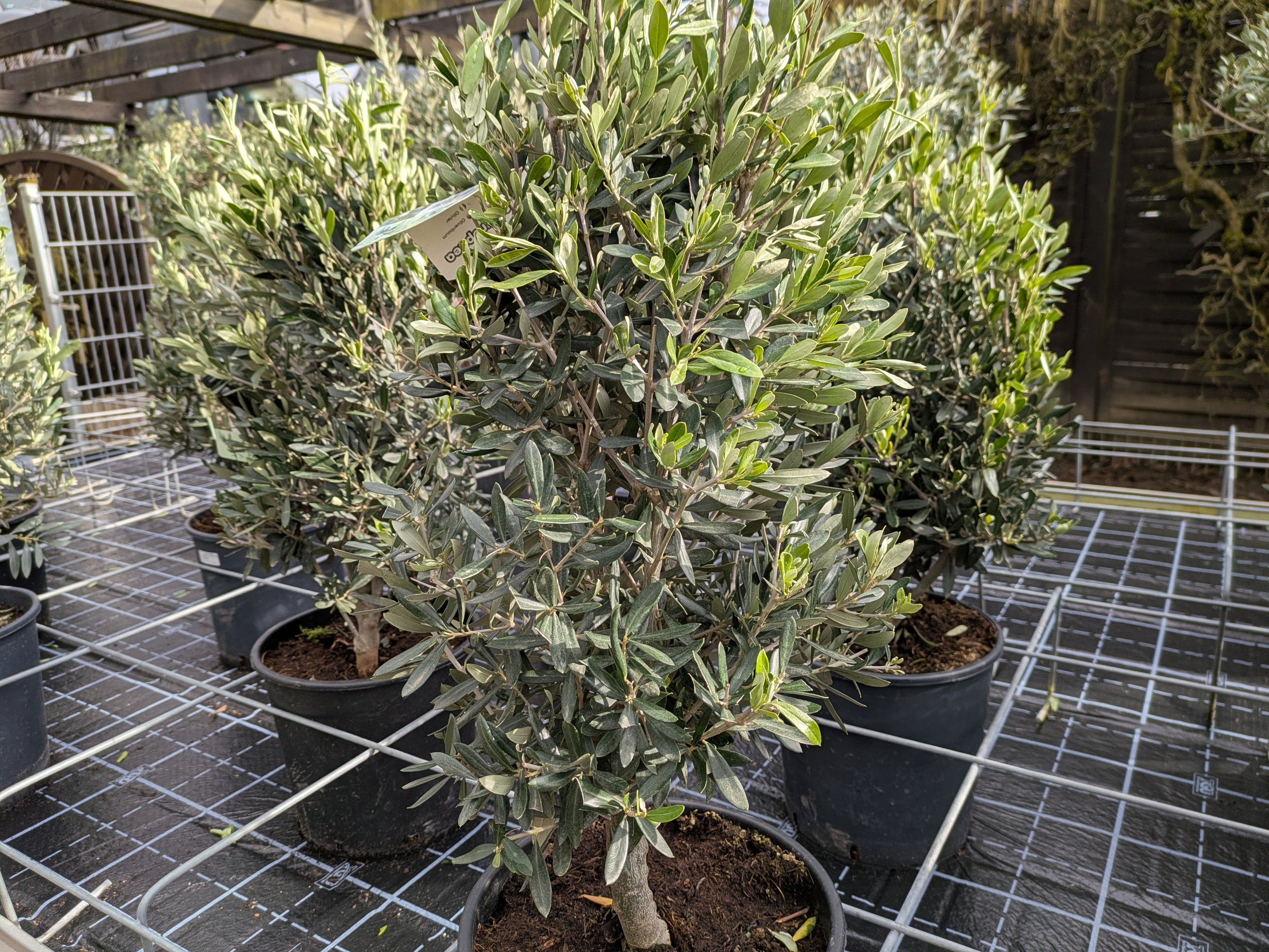 Olivenbusch 10 Jahre "cuno"