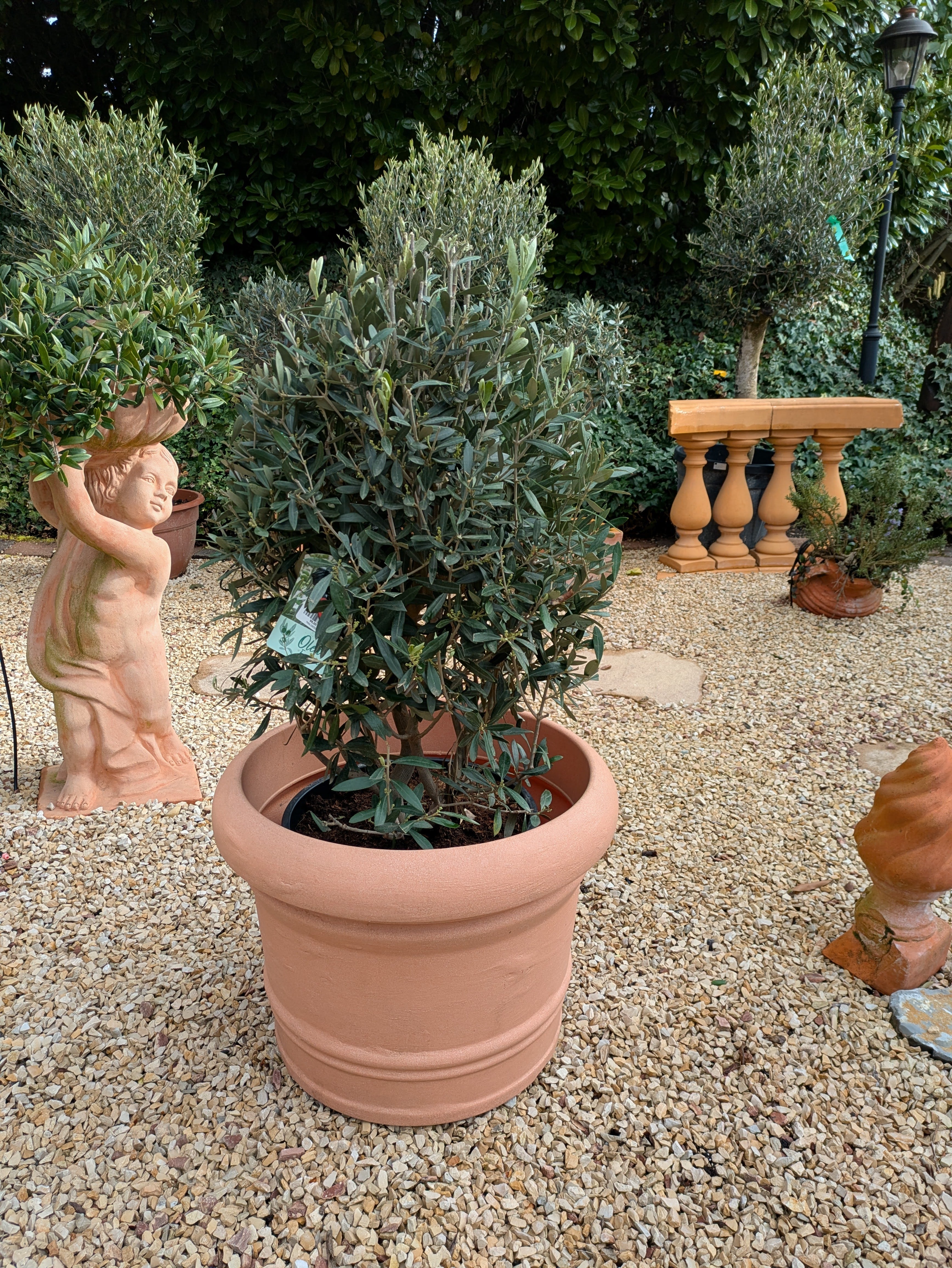 Olivenbusch 10 Jahre "cuno"