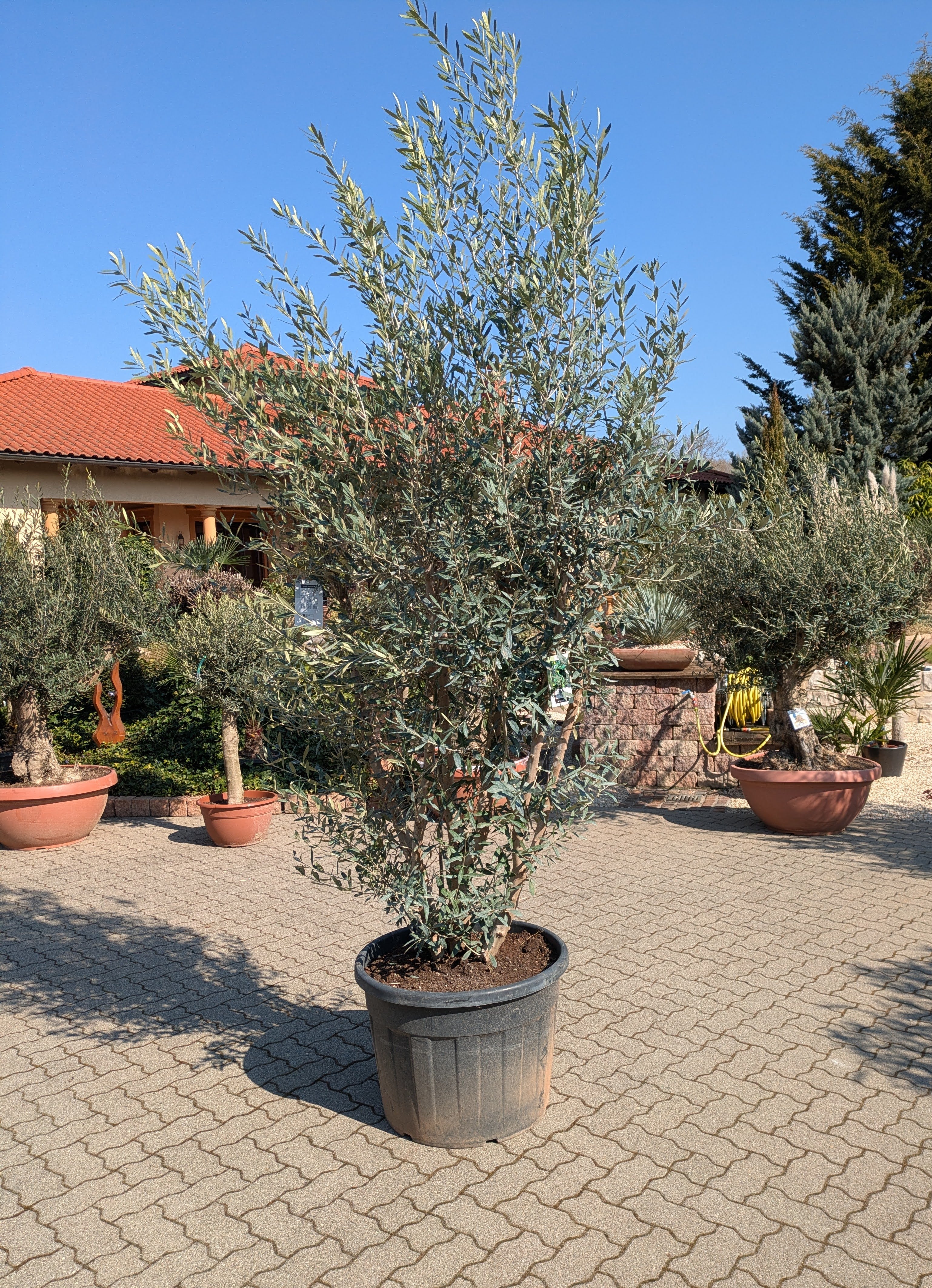Olivenstrauch 350cm im Toskanagarten Pfalz