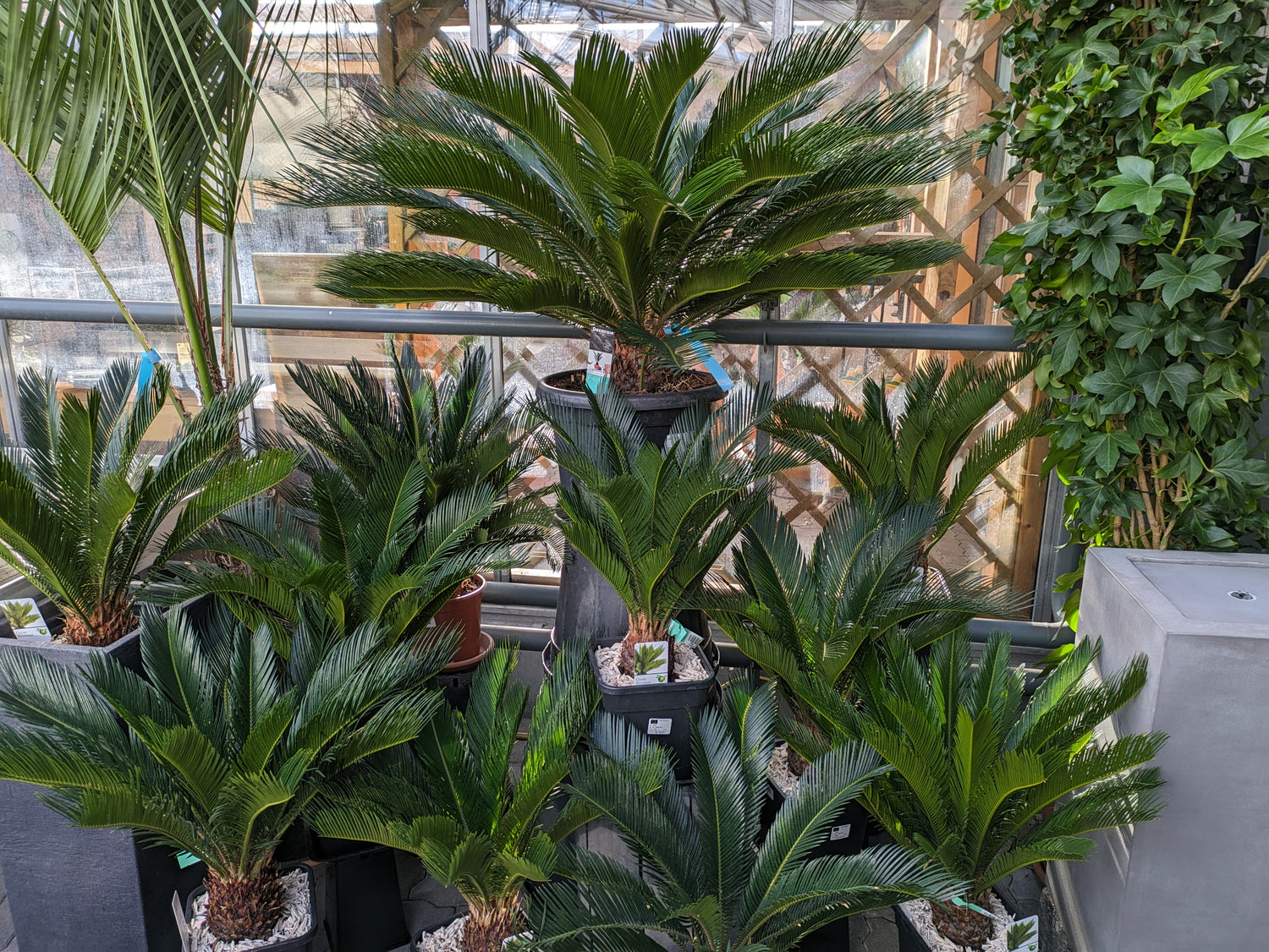 cycas palmfarn neben Zierbrunnen
