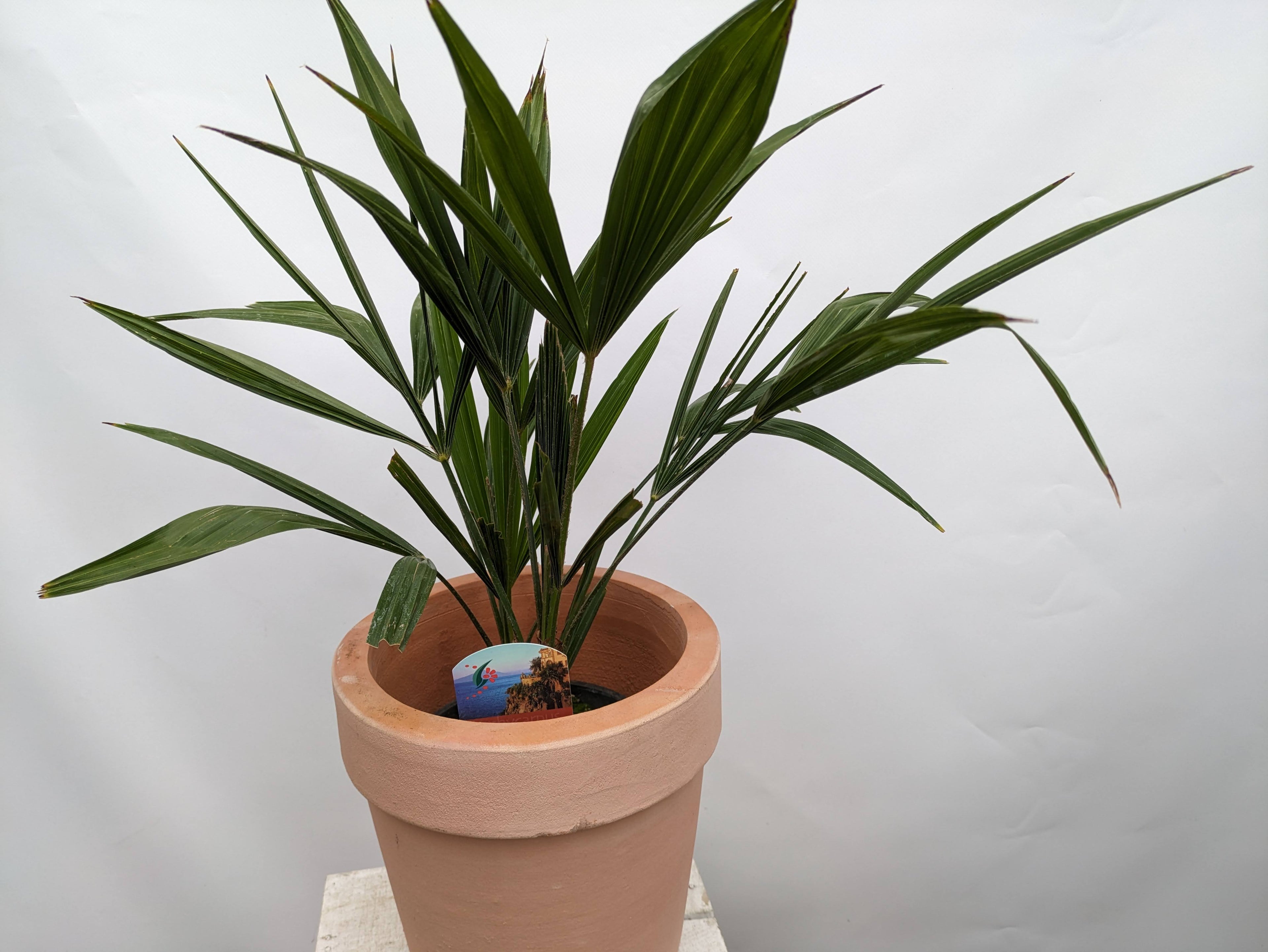 Hanfpalme 50cm im Tontopf