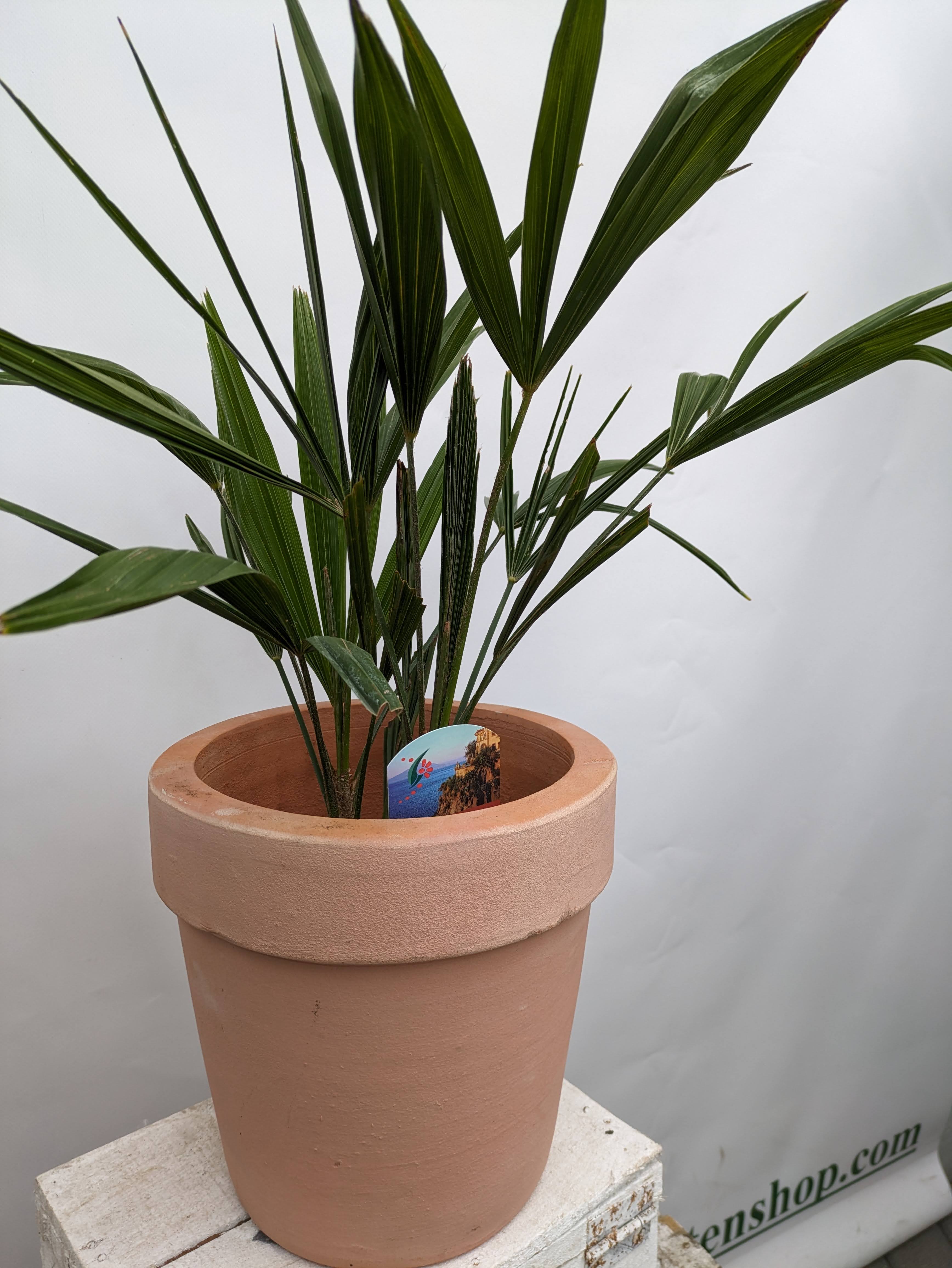 Trachycrpus 50cm im Terracotta
