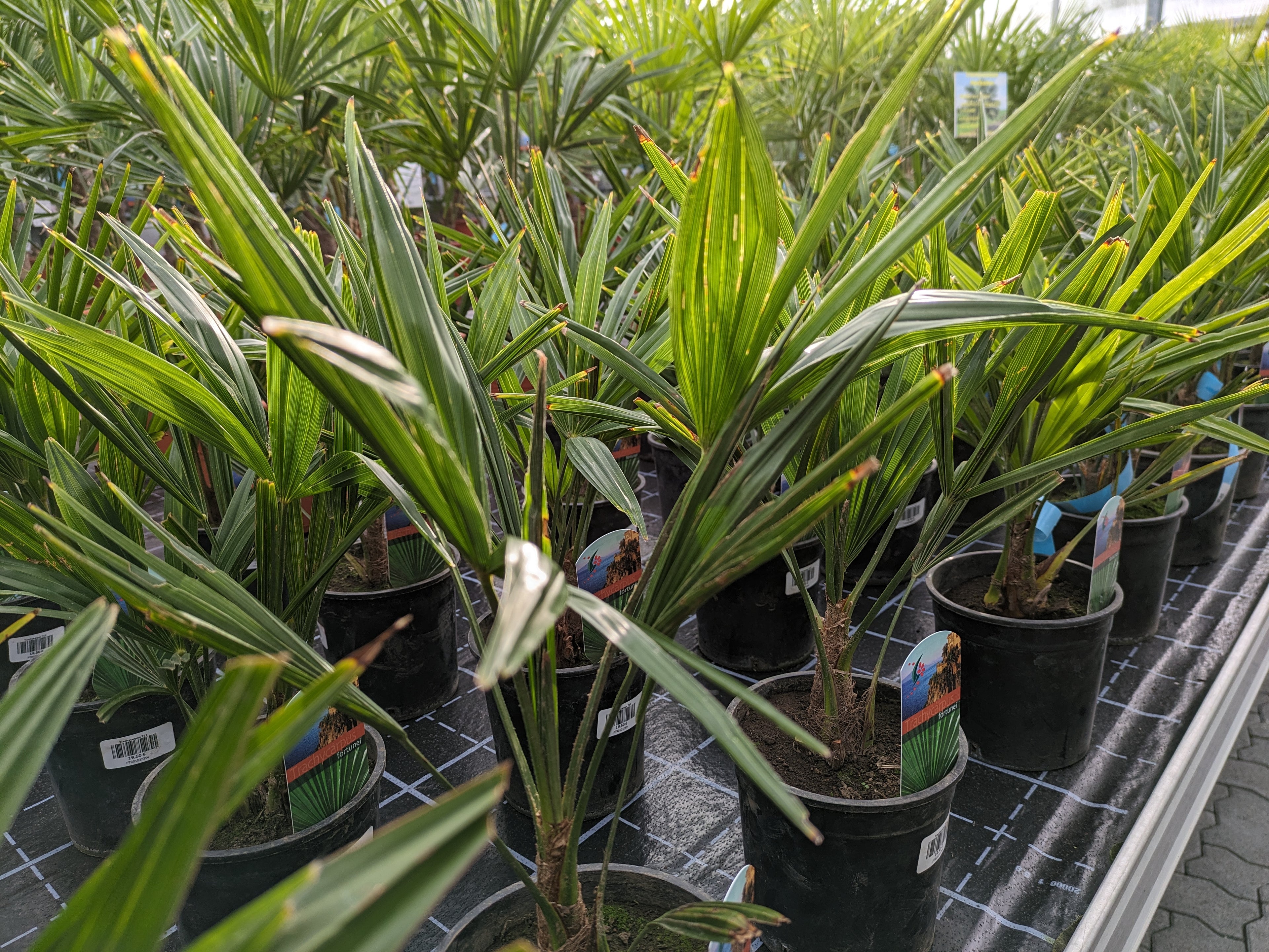 Trachycarpus Bestand Gärtnerei