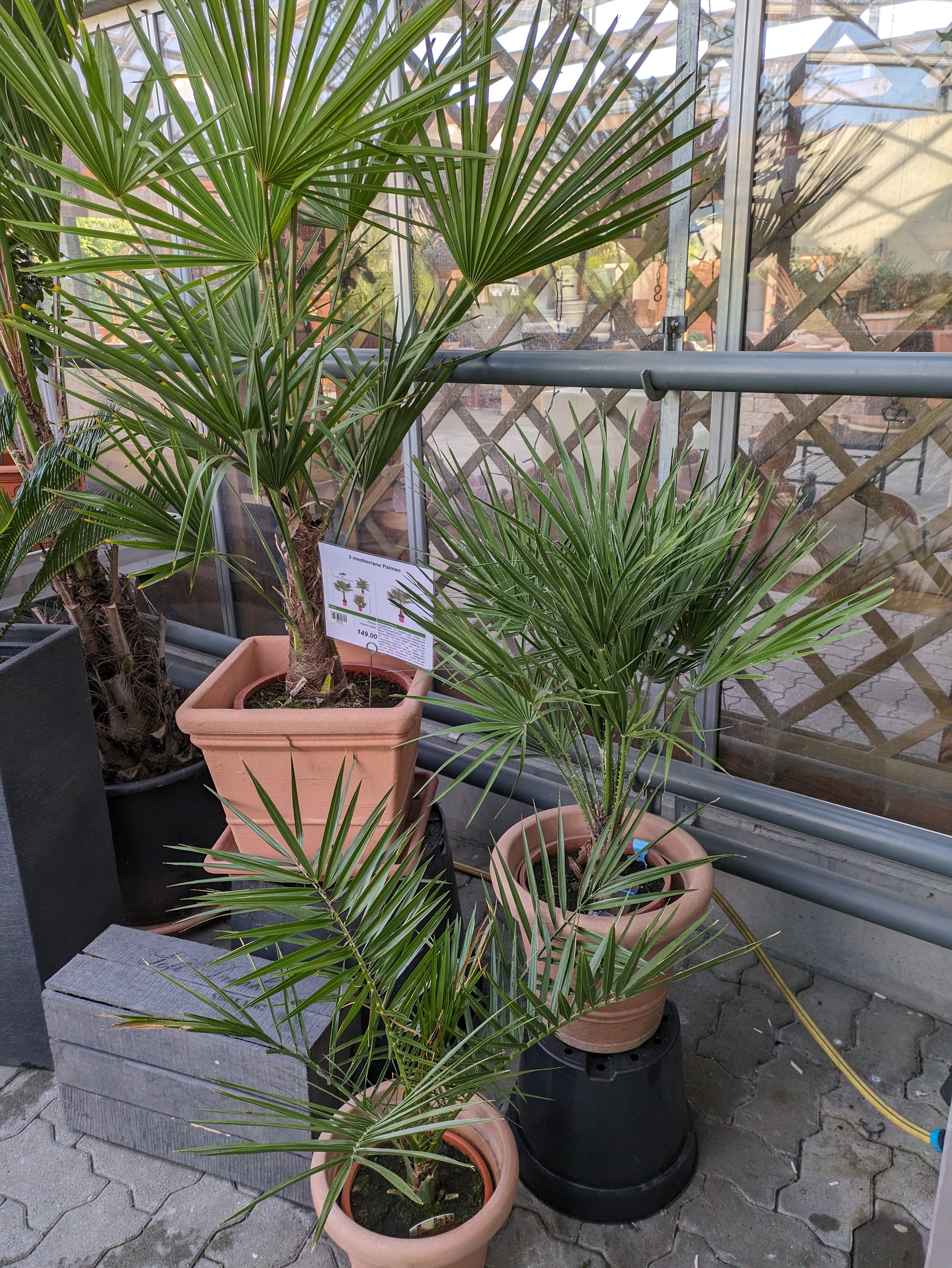 Palmen 3 Stück zum Sonderpreis