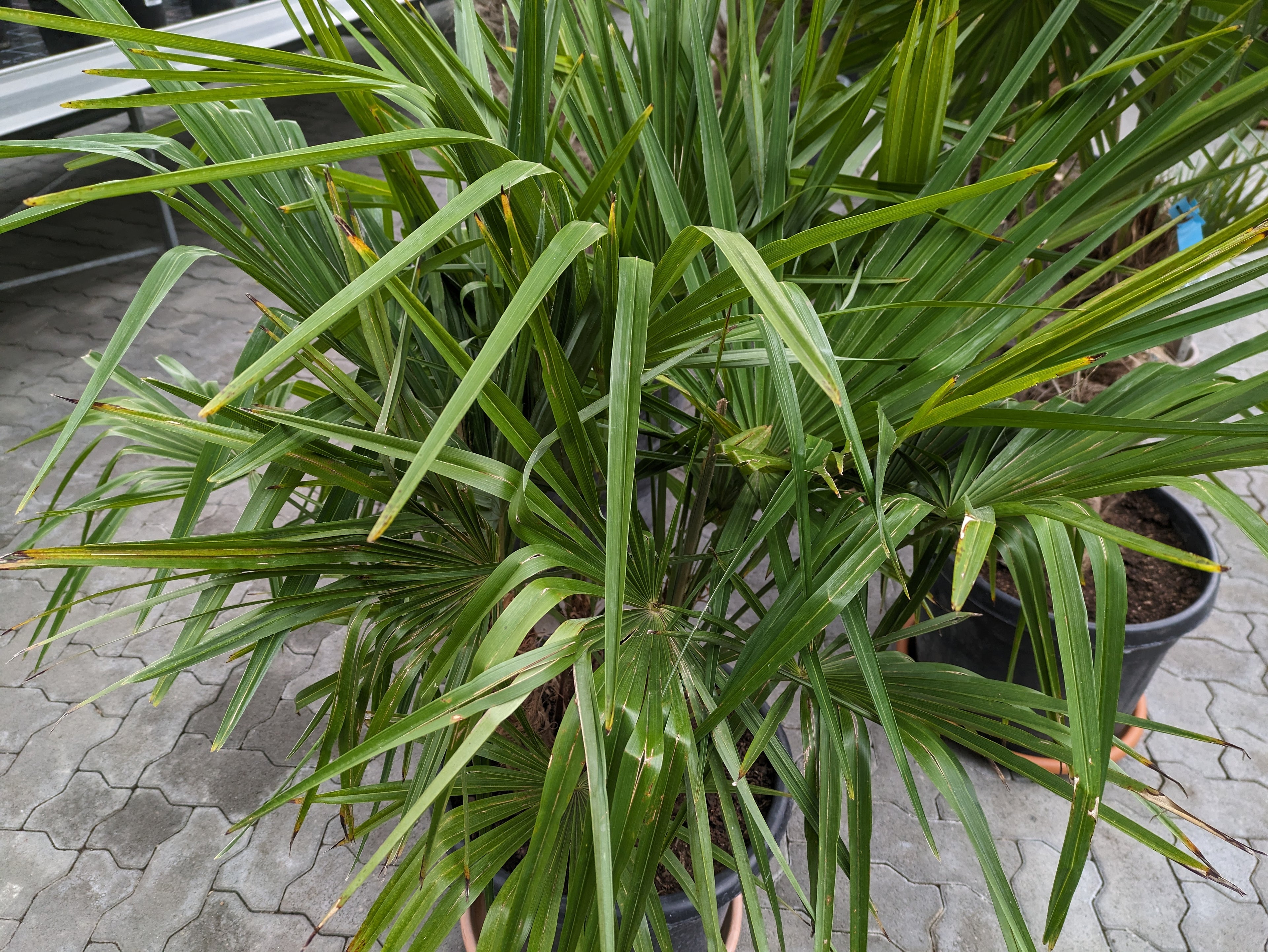 4 stämmige Trachycarpus