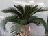 Cycas im Terracottatopf 100cm