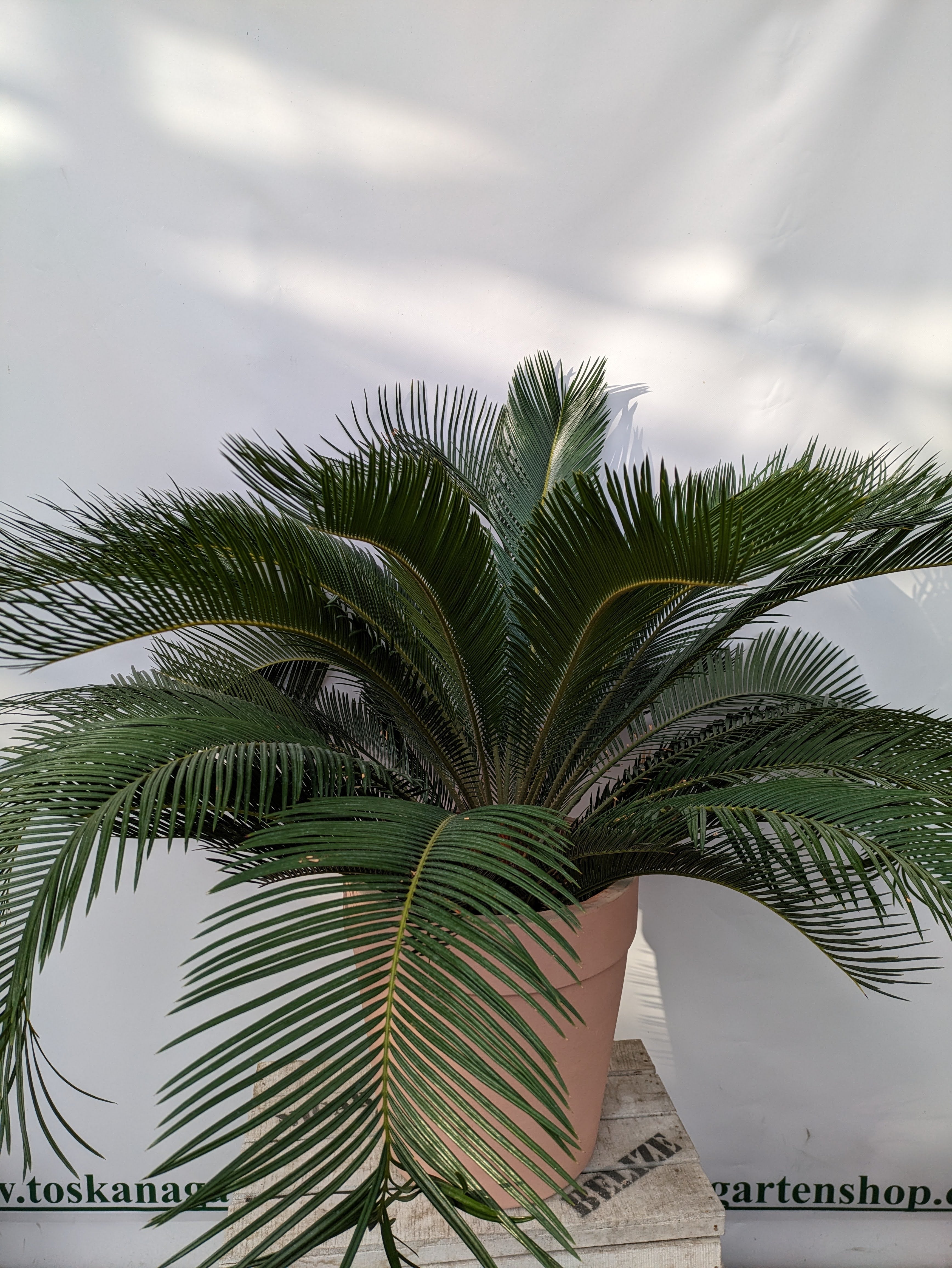 Toskanagarten Cycas revoluta 100cm