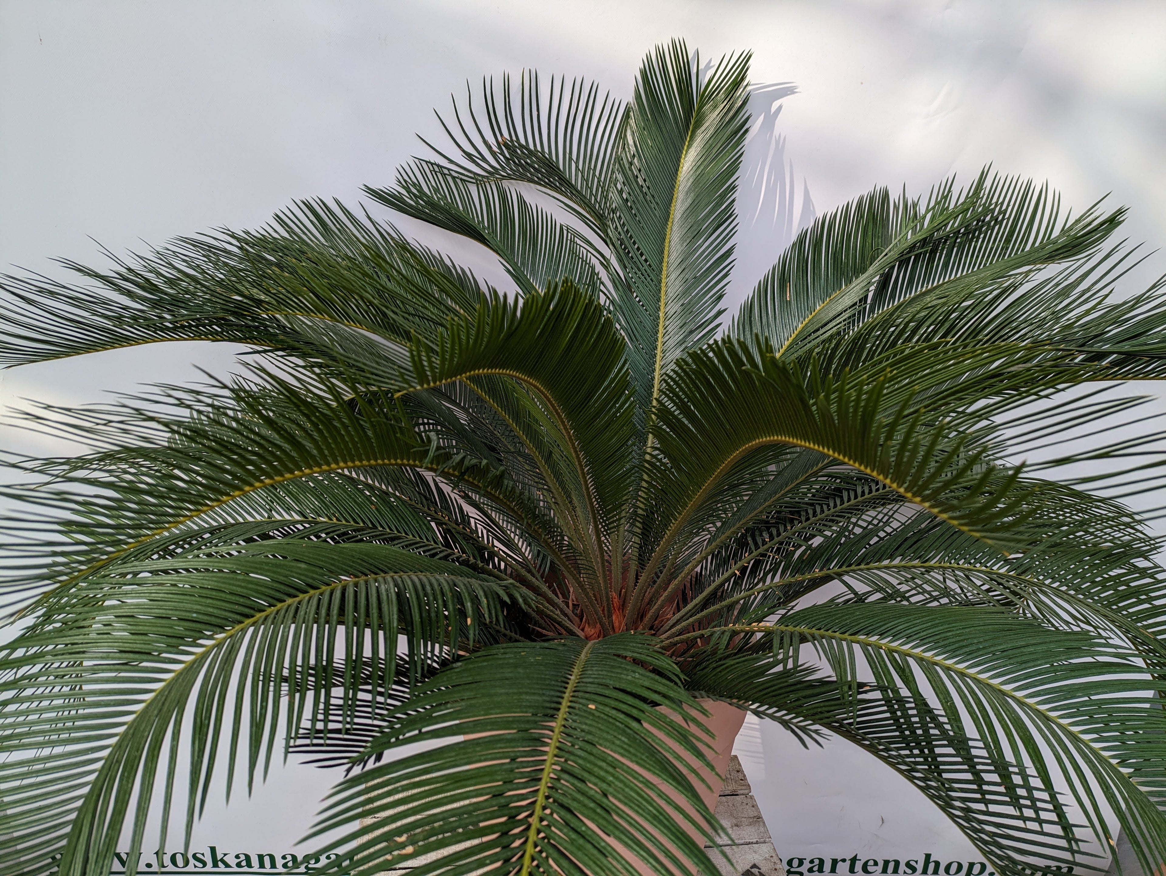 Palmfarn 100cm im Toskanagarten Lingenfeld