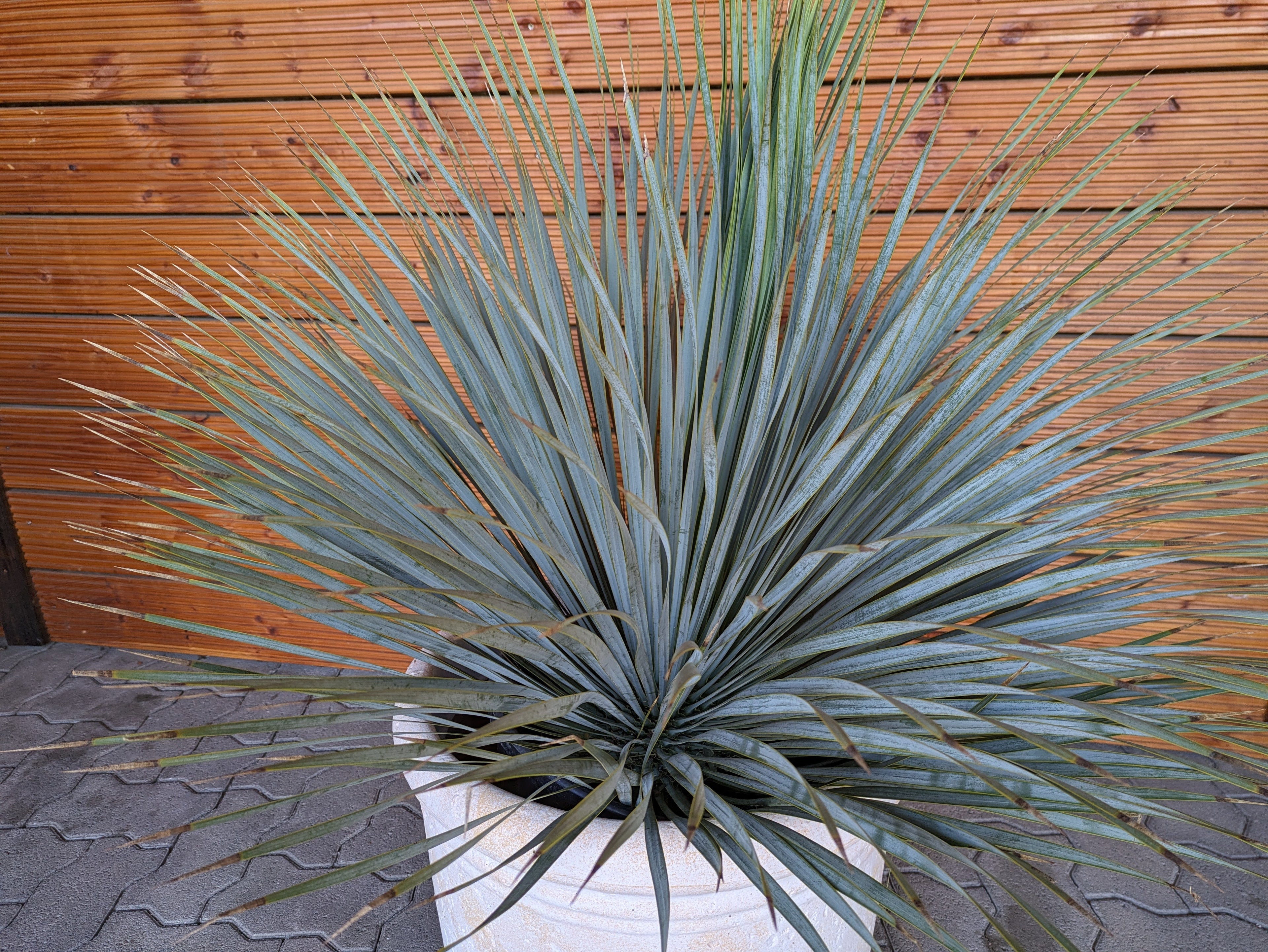 Rostrata 100cm vim Toskanagarten Lingenfeld