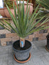 kanarischer Drachenbaum 160cm