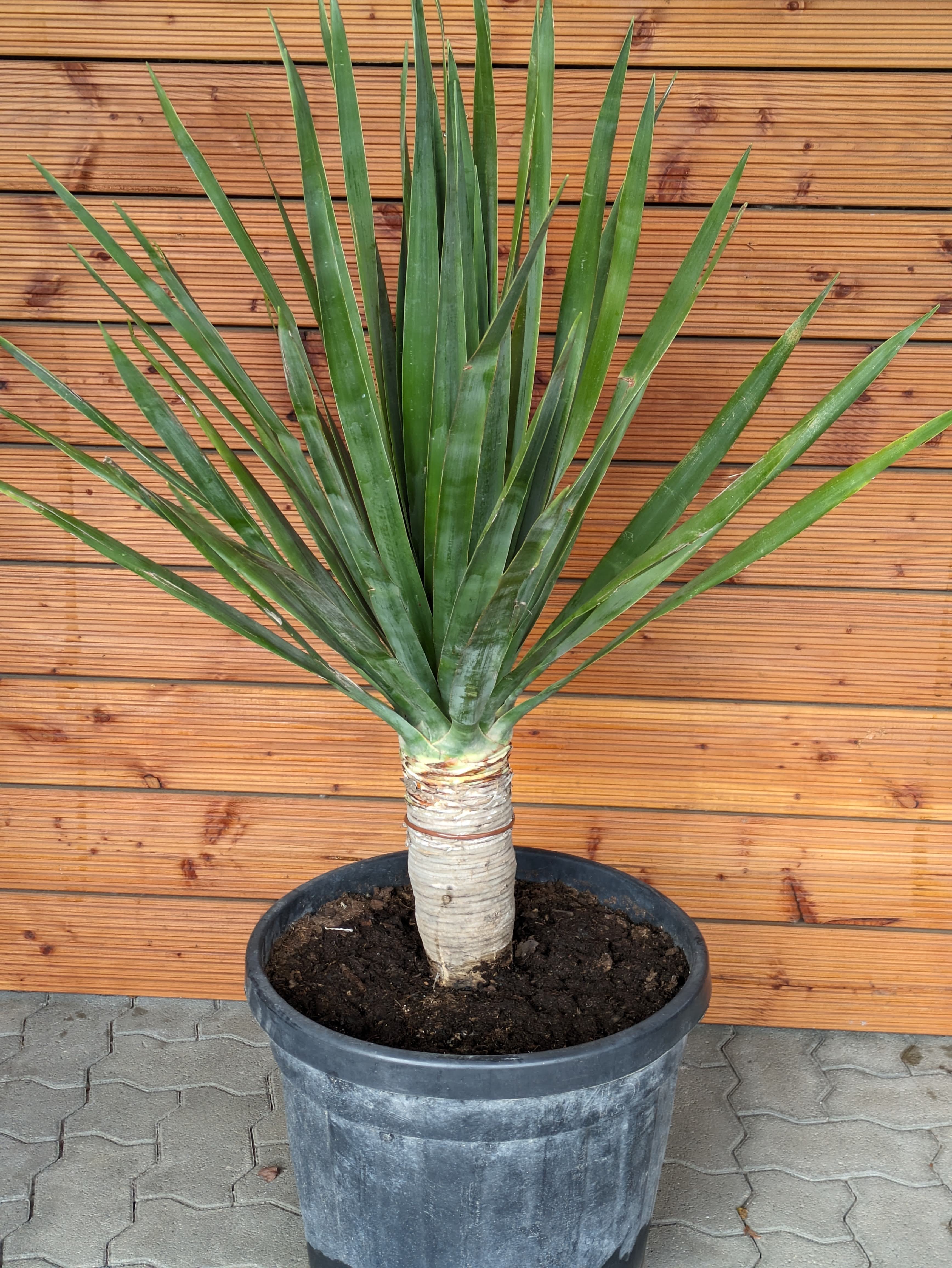 Draco 160cm im Toskanagarten