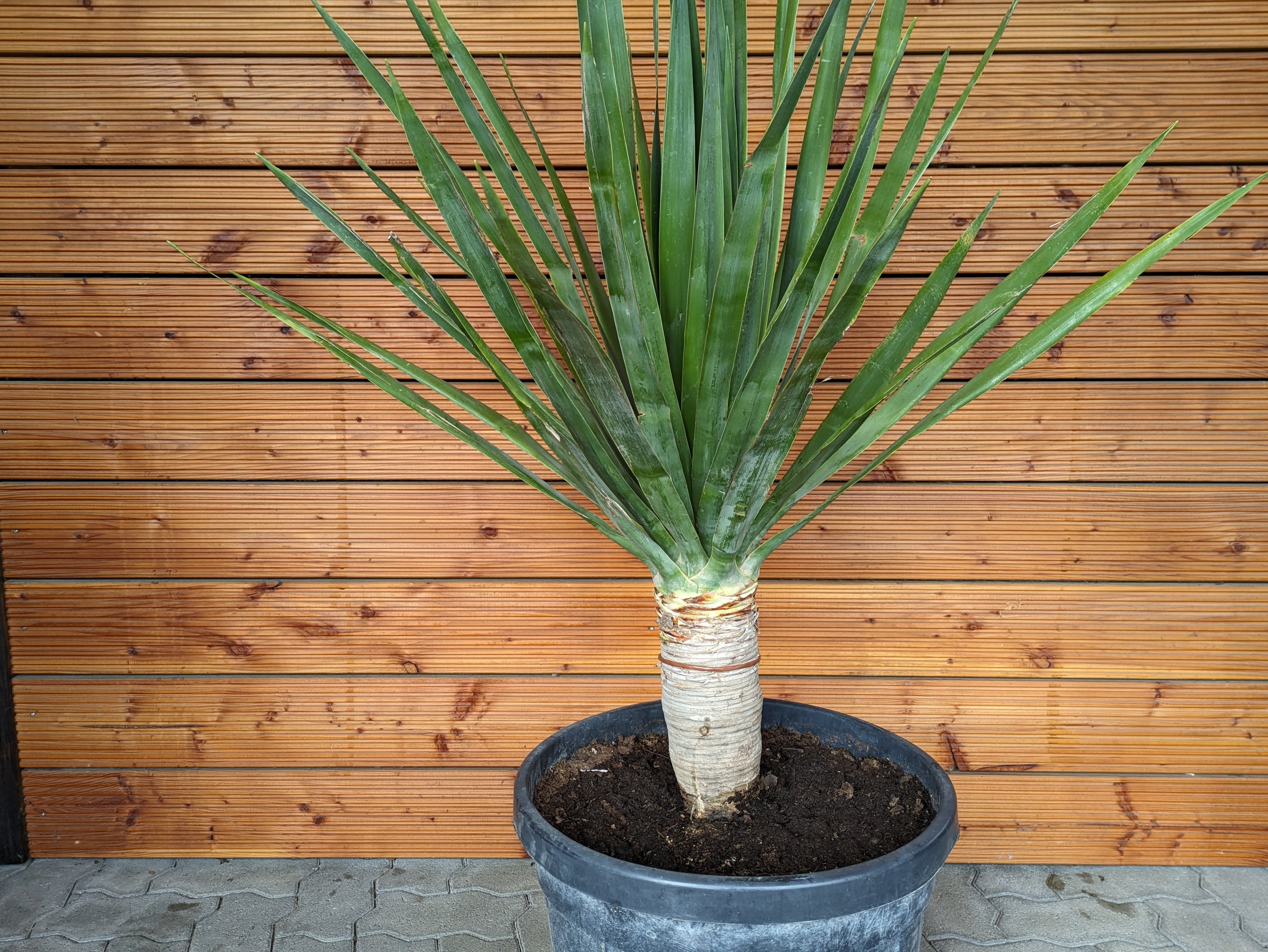 Dracaena Draco 160cm im Toskanagarten Lingenfeld