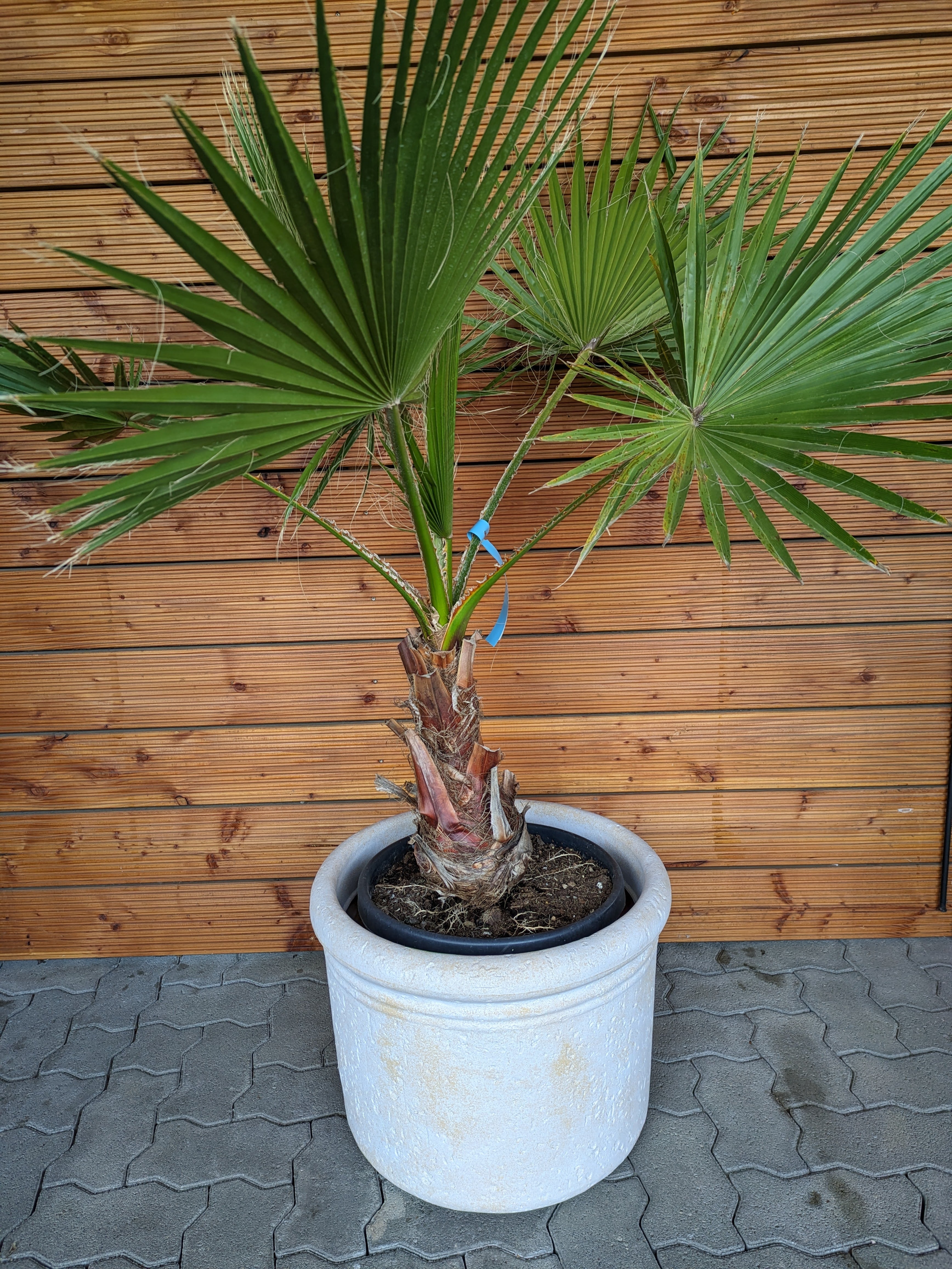 Washingtonia 140 cm im Toskanagarten
