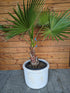 Washingtonia 140 cm im Toskanagarten