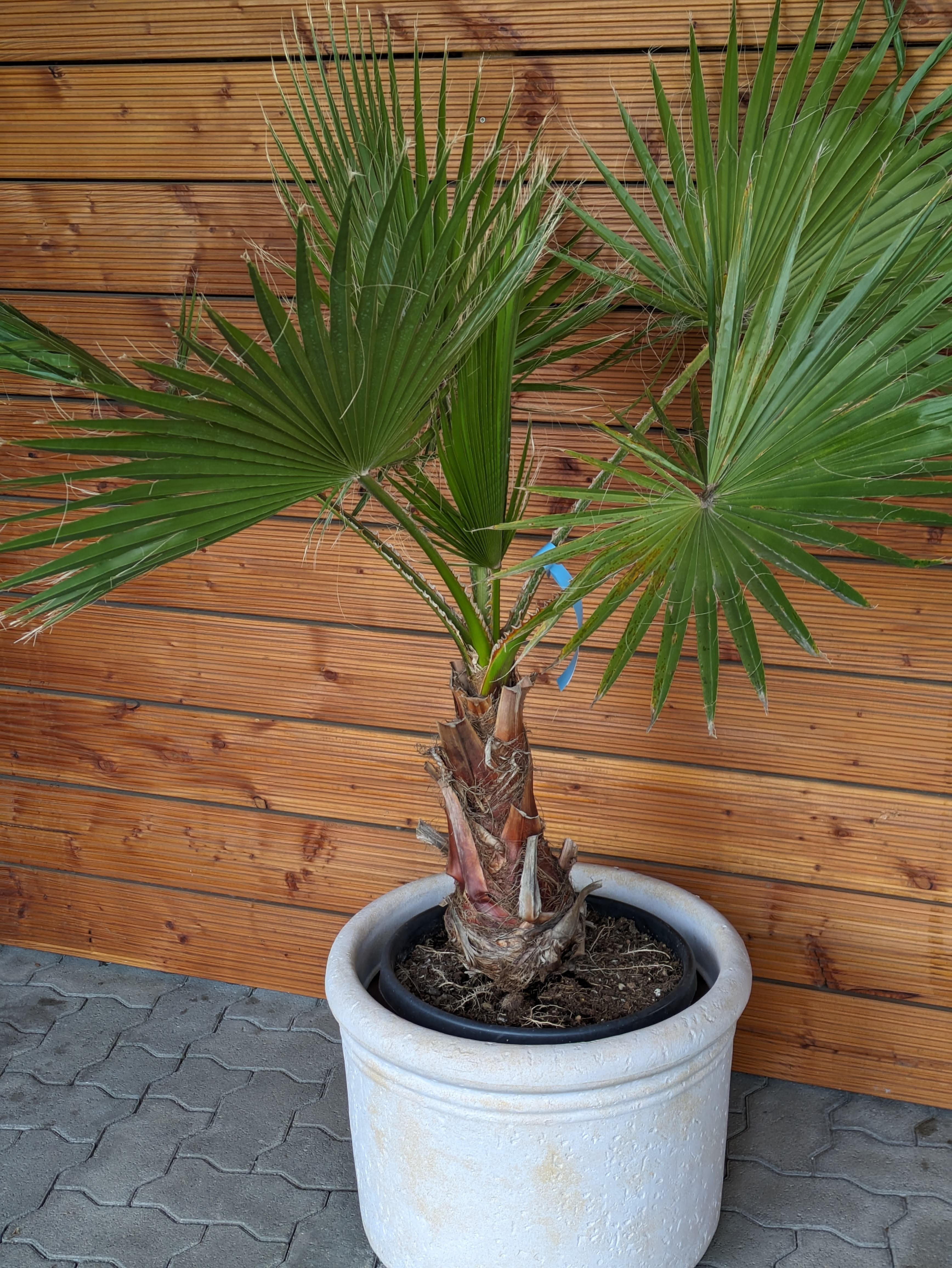 Washingtonia robusta 140cm