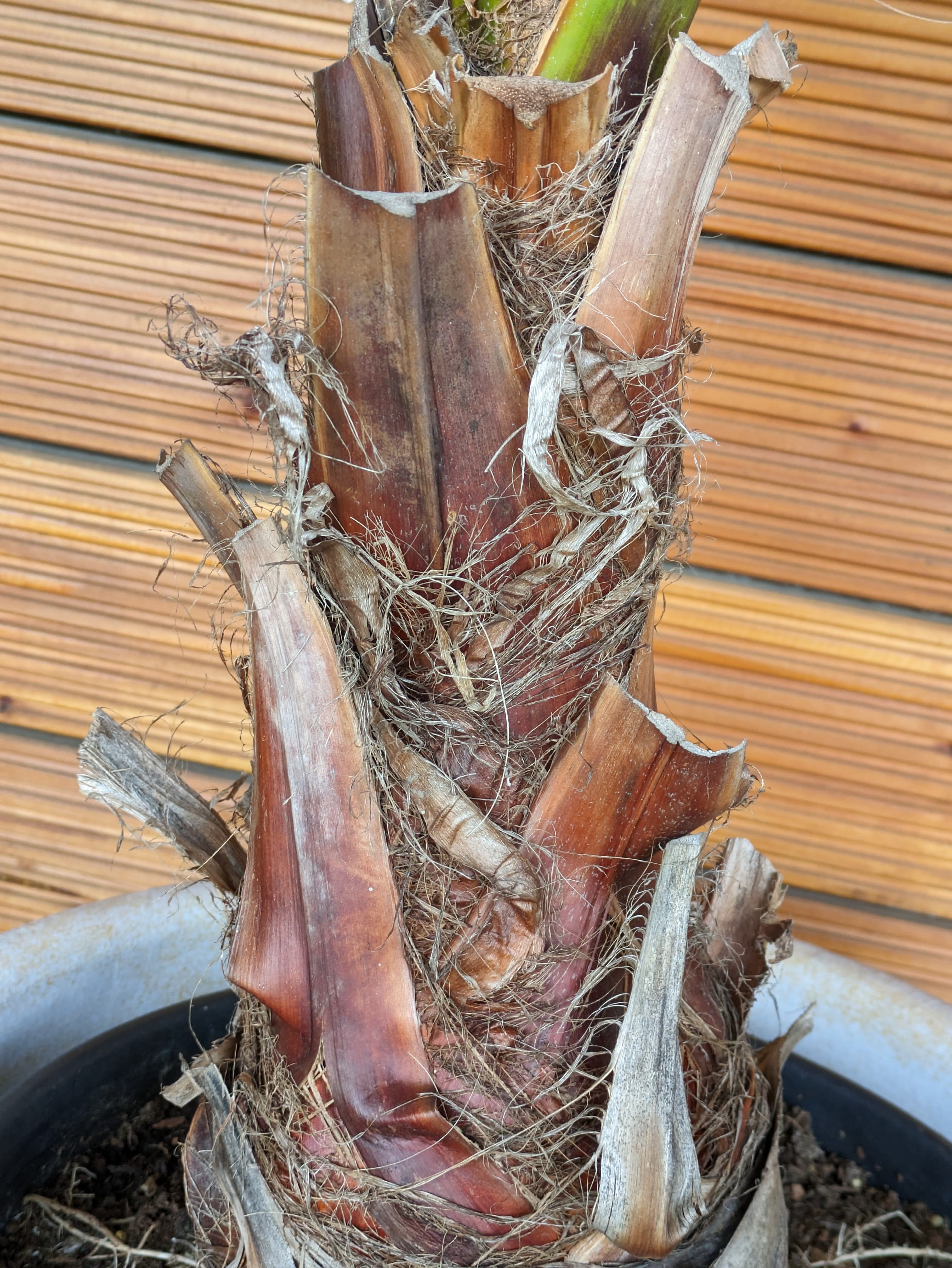 Stamm von Washingtonia 140cm