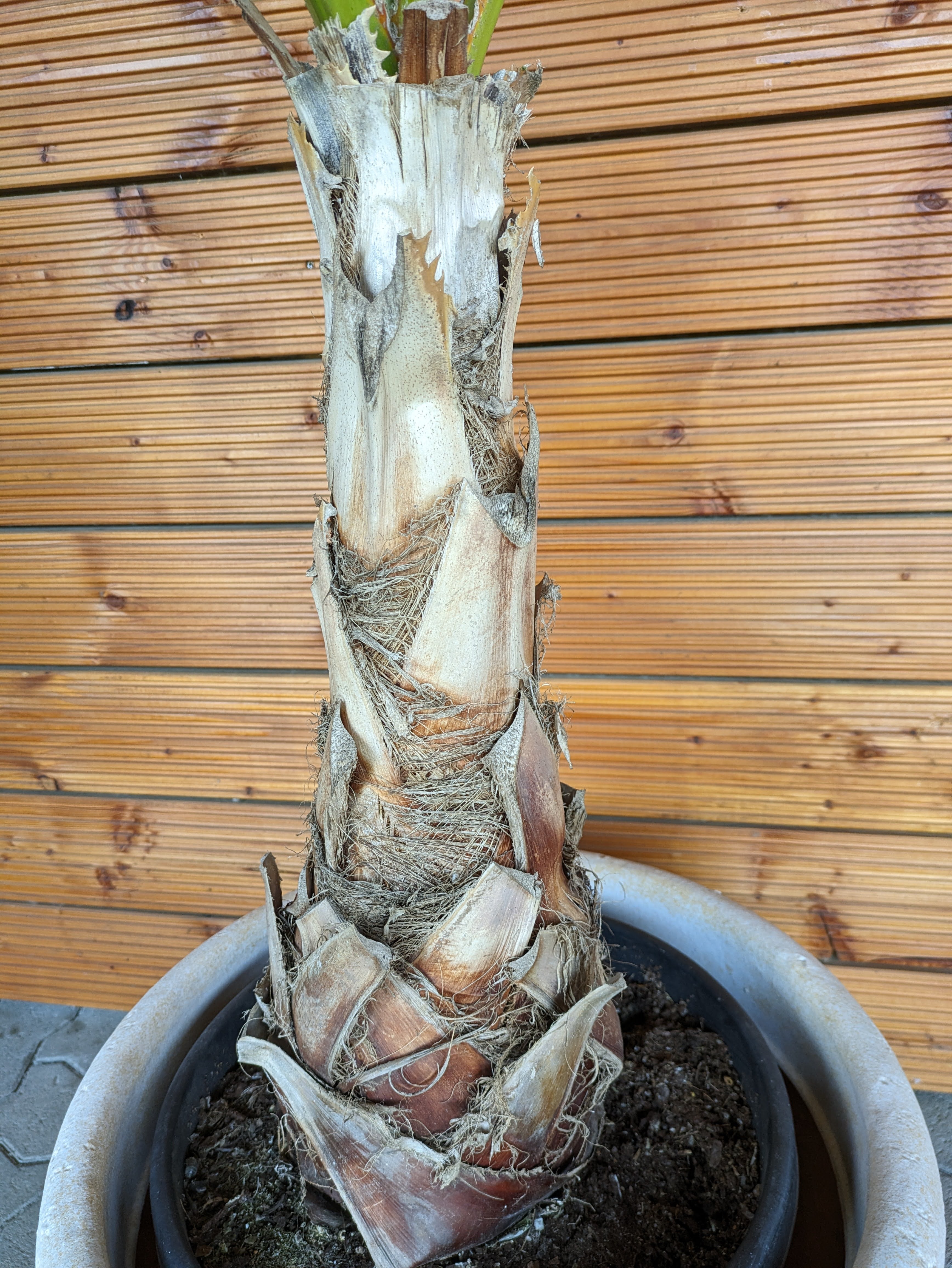 Stamm von Washingtonia robusta 170cm