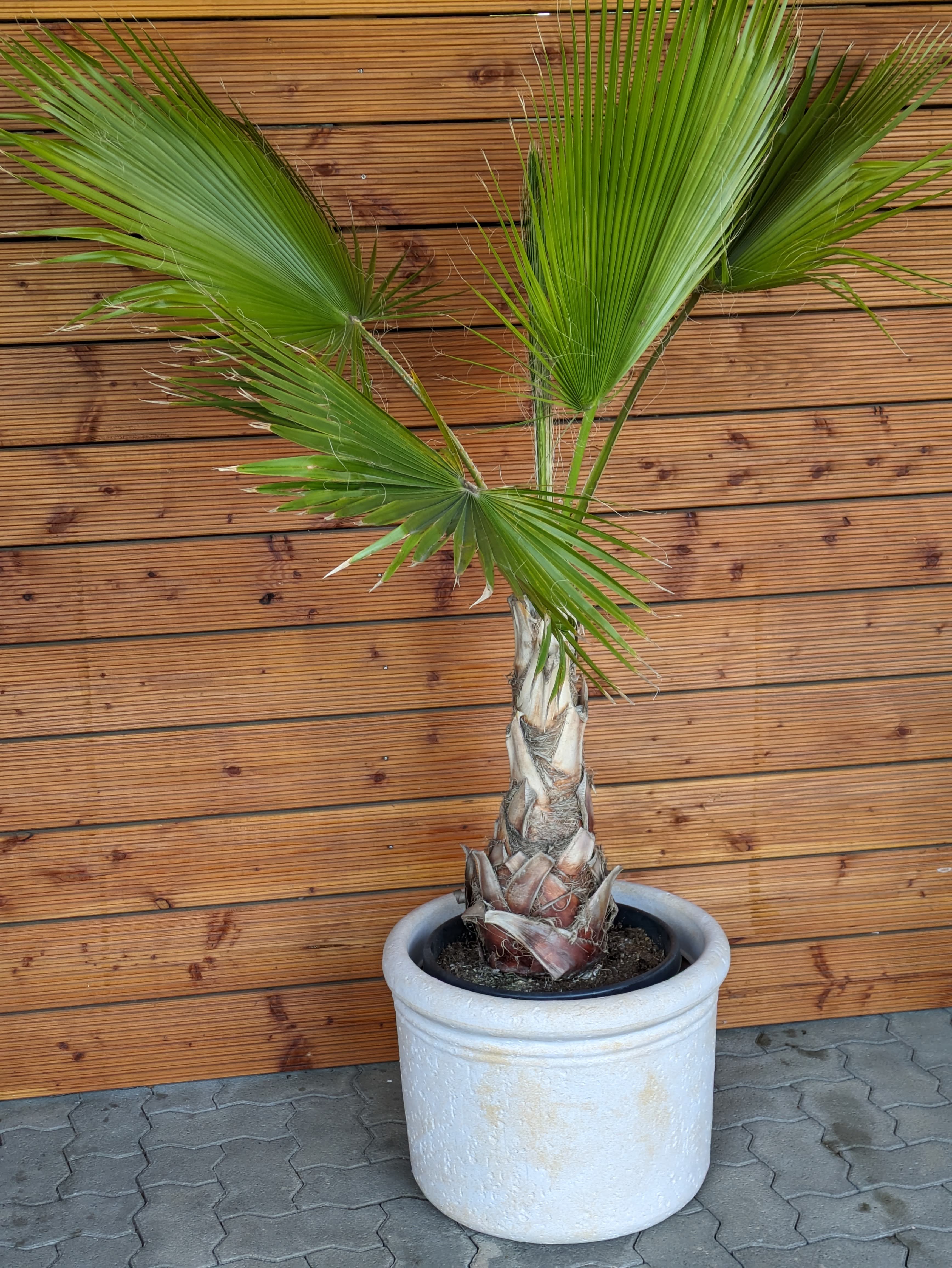 mexicanische Fächerpalme 170cm