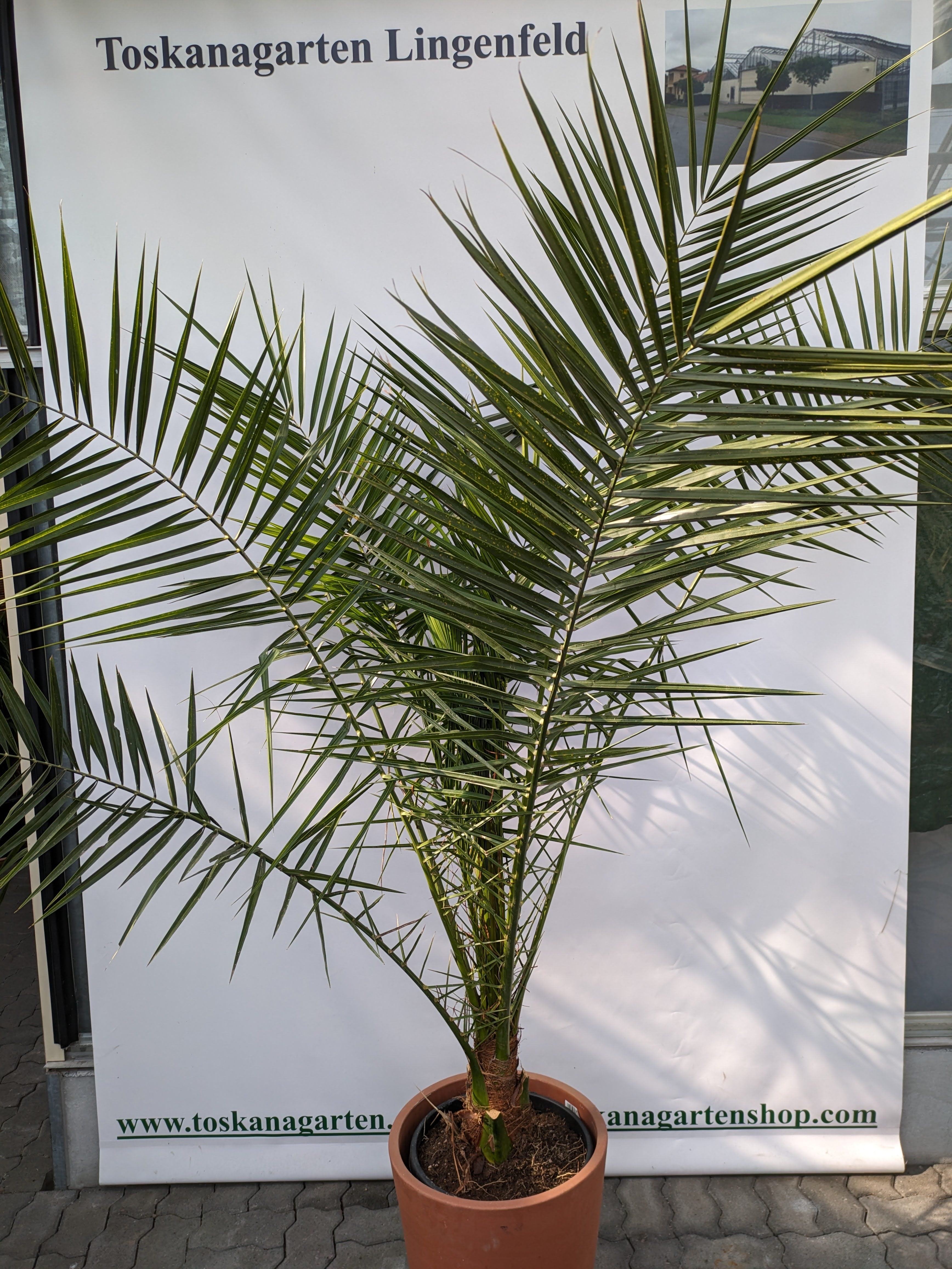 Phoenix XL Palme im Toskanagarten