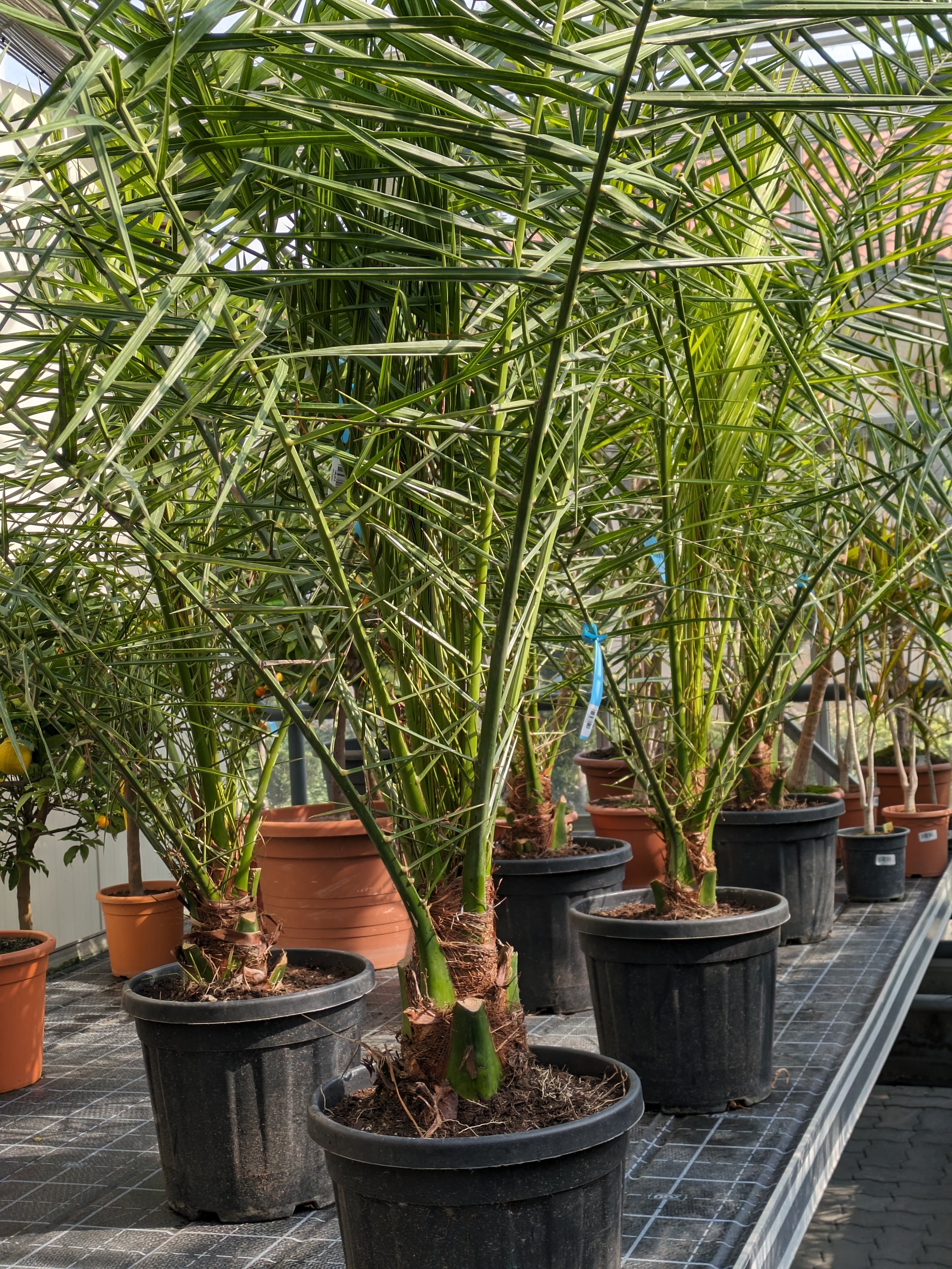 Phoenix canariensis Toskanagarten