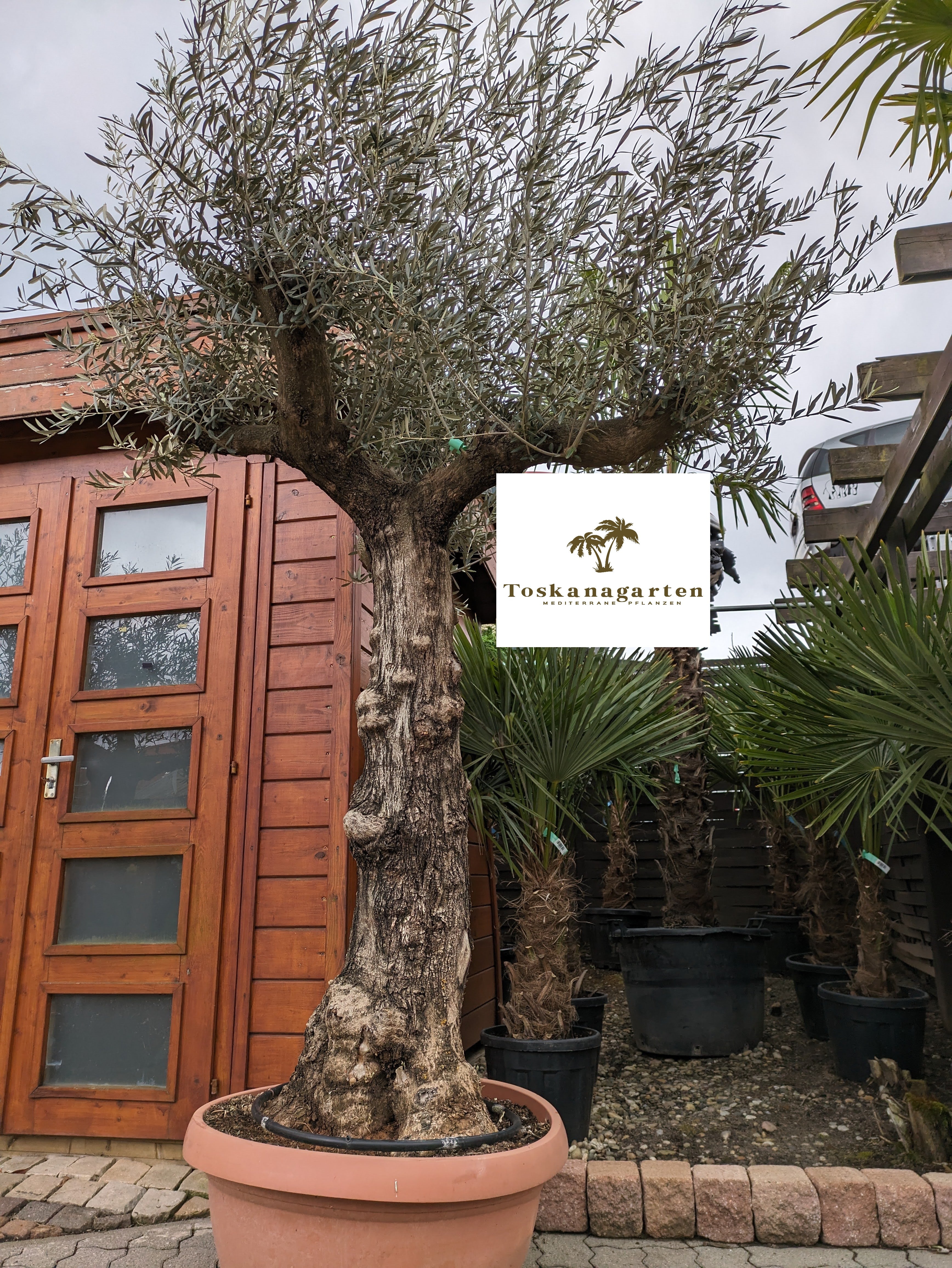 Olive 90 Jahre im Toskanagarten