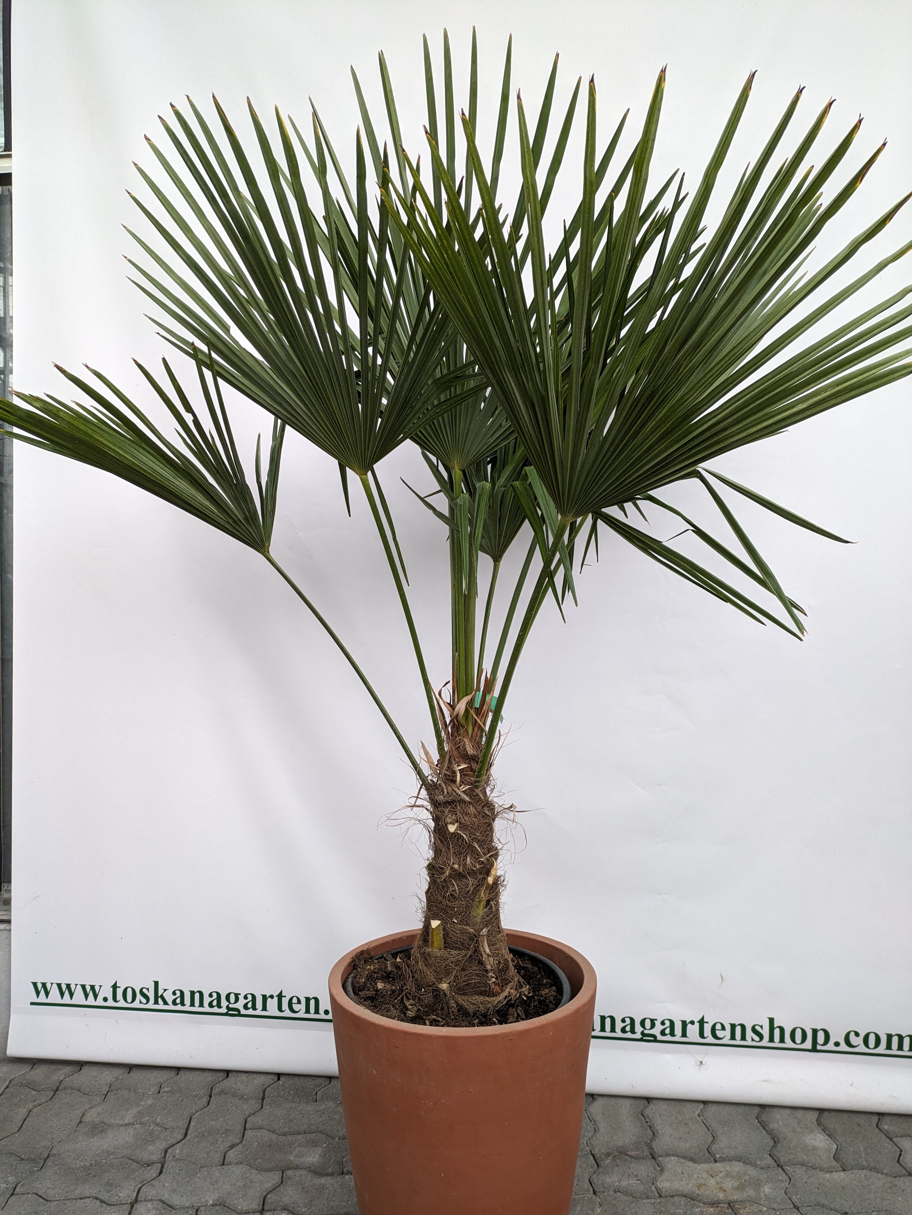 Hanfpalme 50cm Stamm