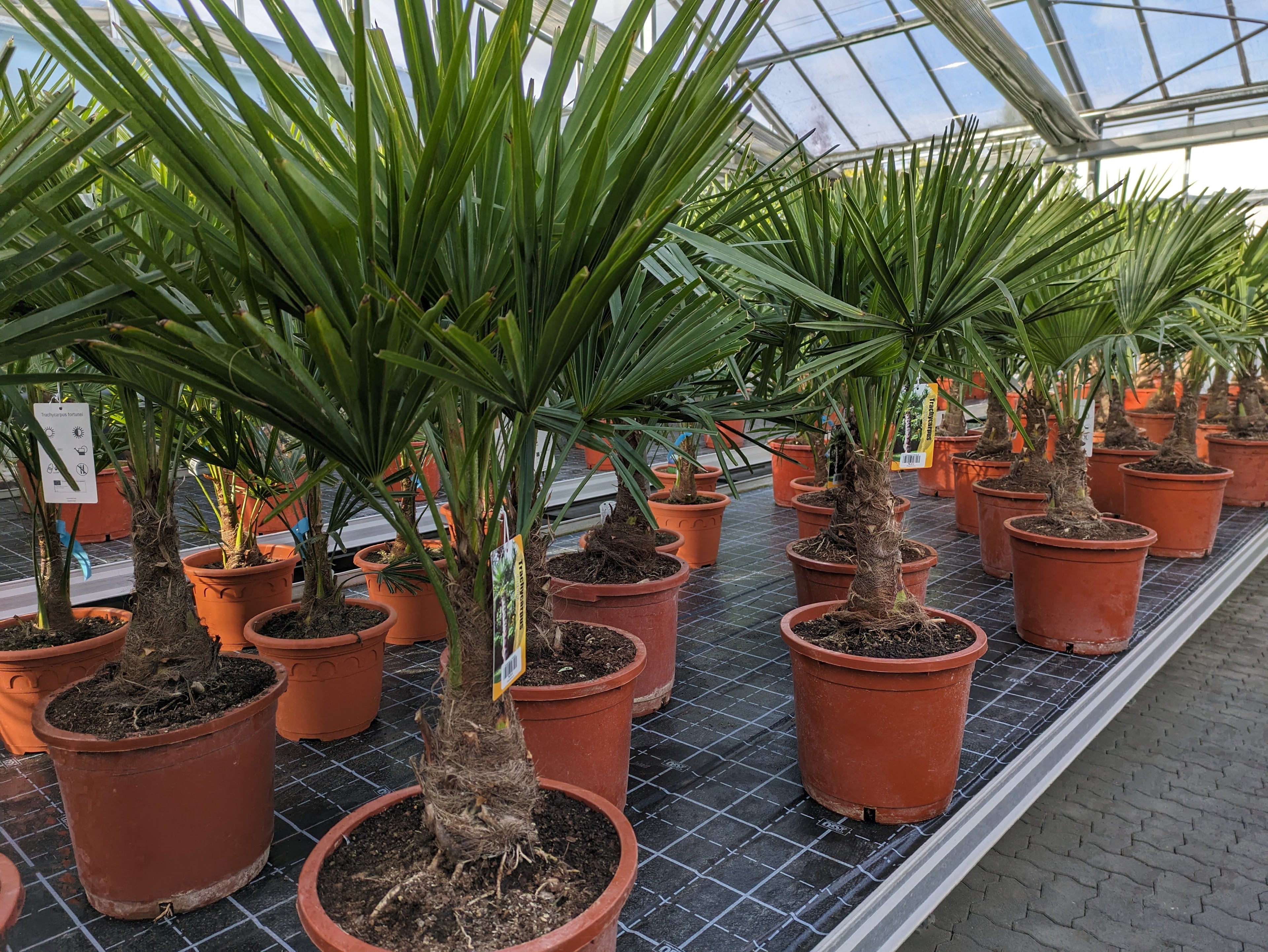 Trachycarpus compakta im 30cm Topf