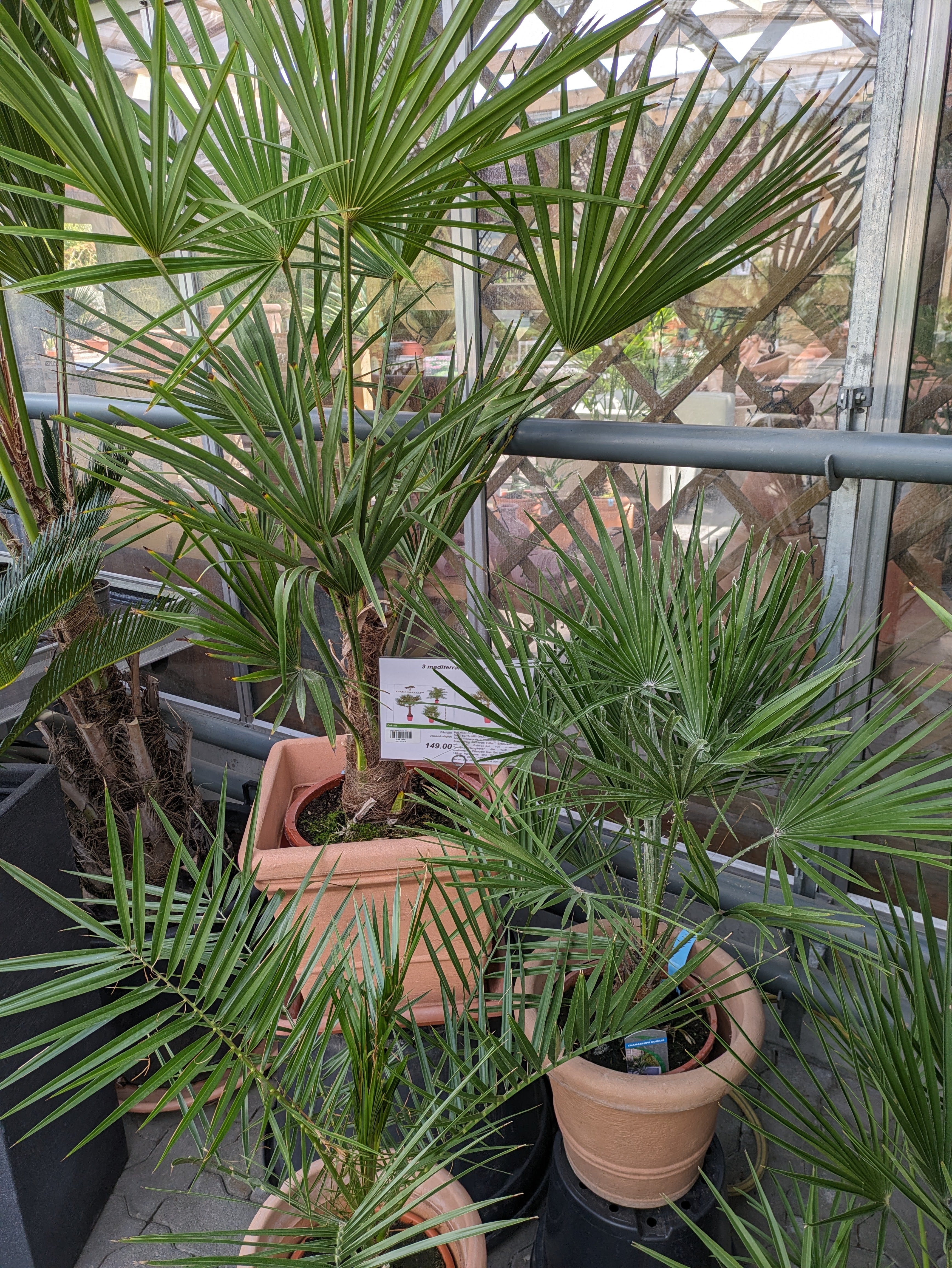 Palmen-Set 1x Hanfpalme 140cm, 1x Dattelpalme100cm, 1xChamaerops 90cm