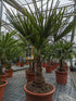 Trachycarpus compakta