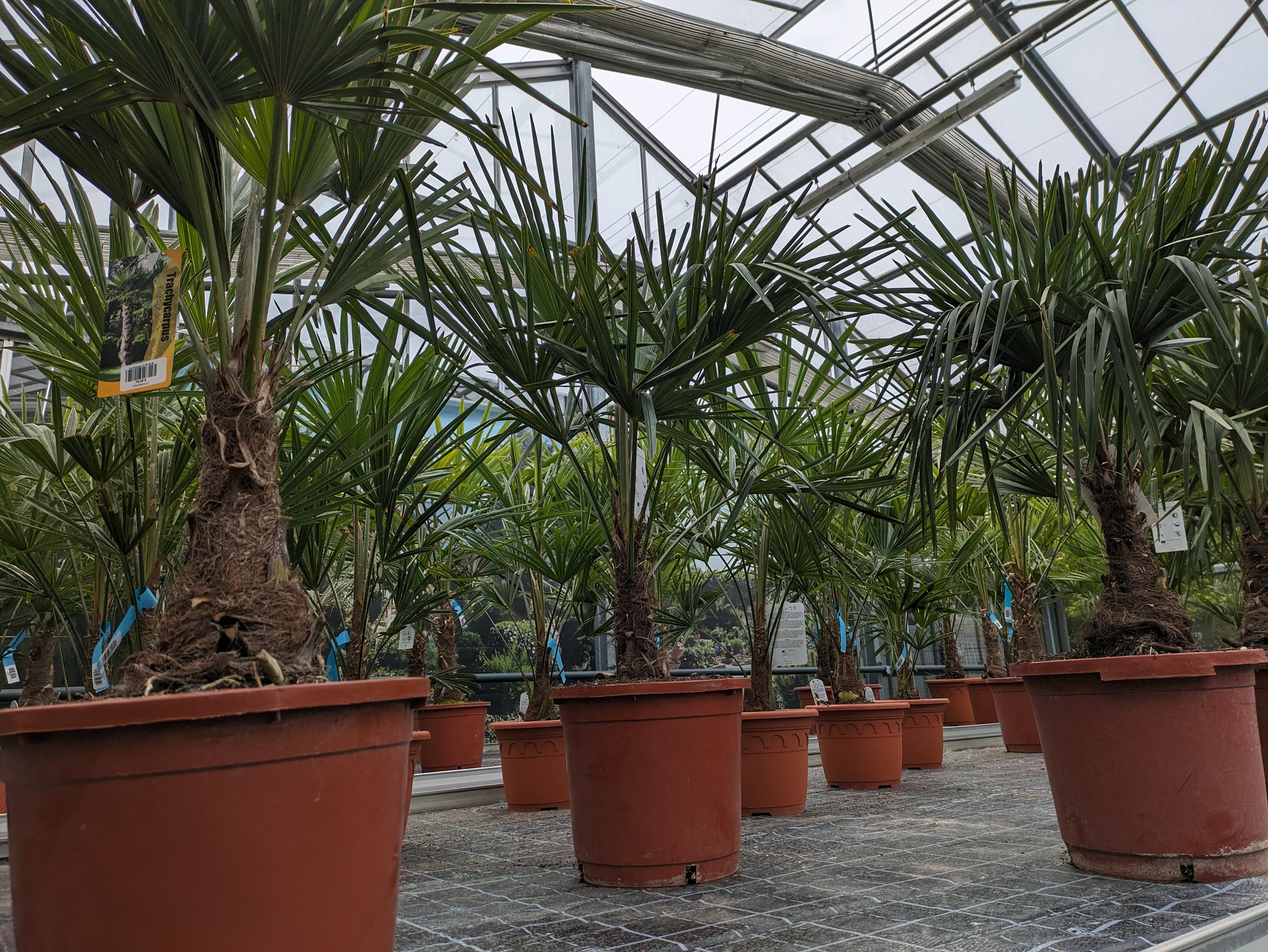 Trachycarpus compacta, Hanfpalme