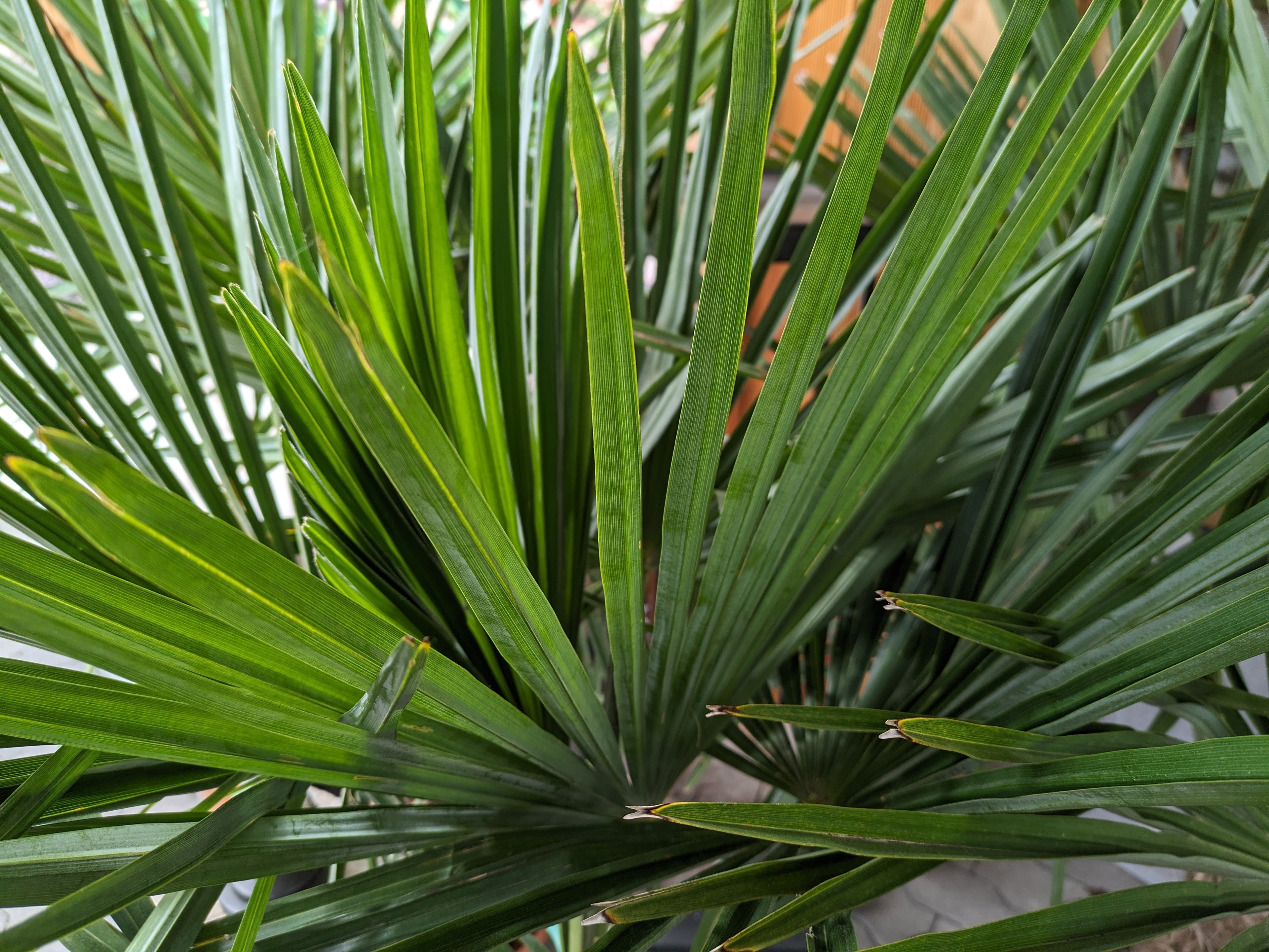 Trachycarpus 85cm