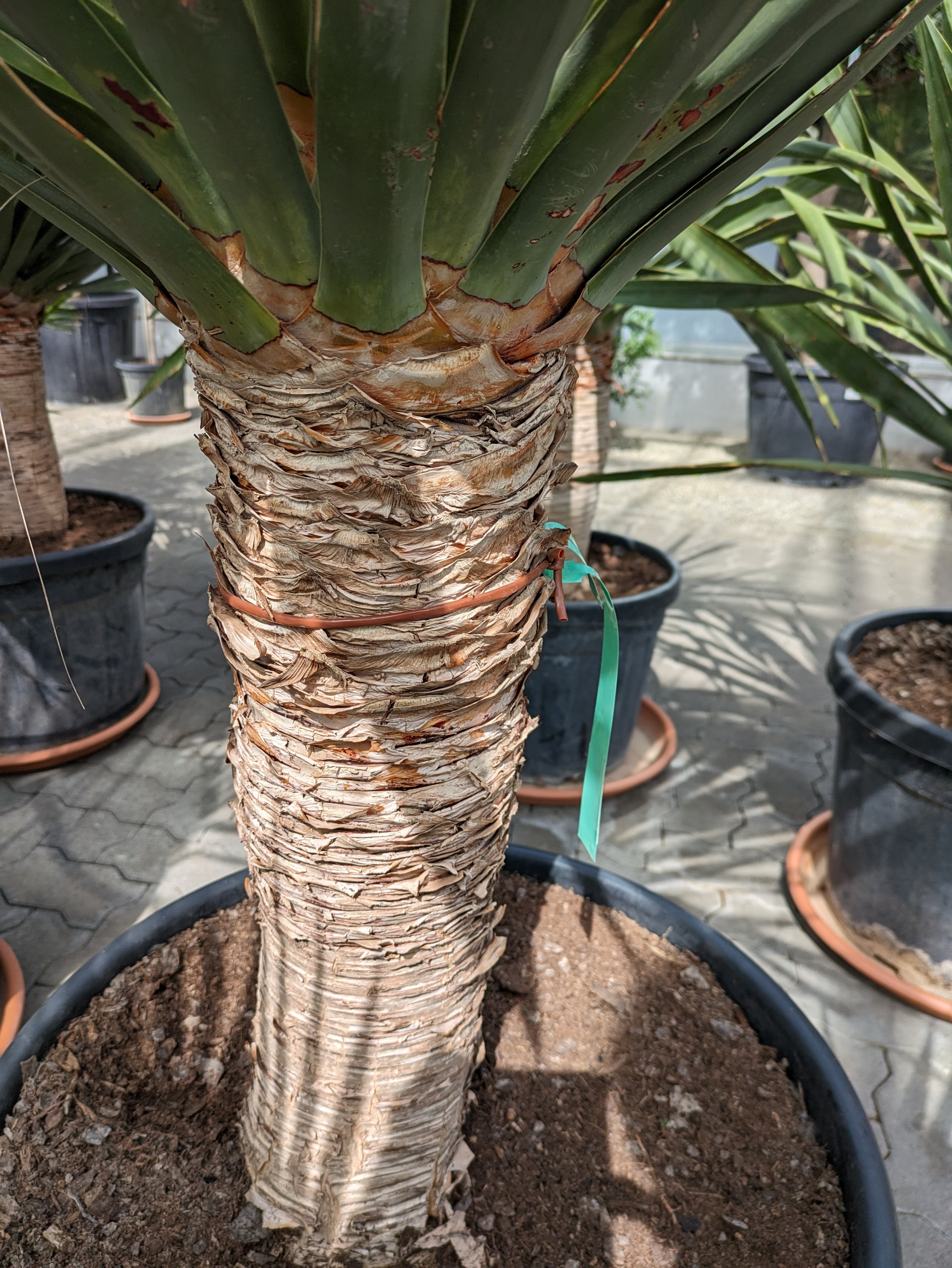 Stamm Dracaena Drago 55cm