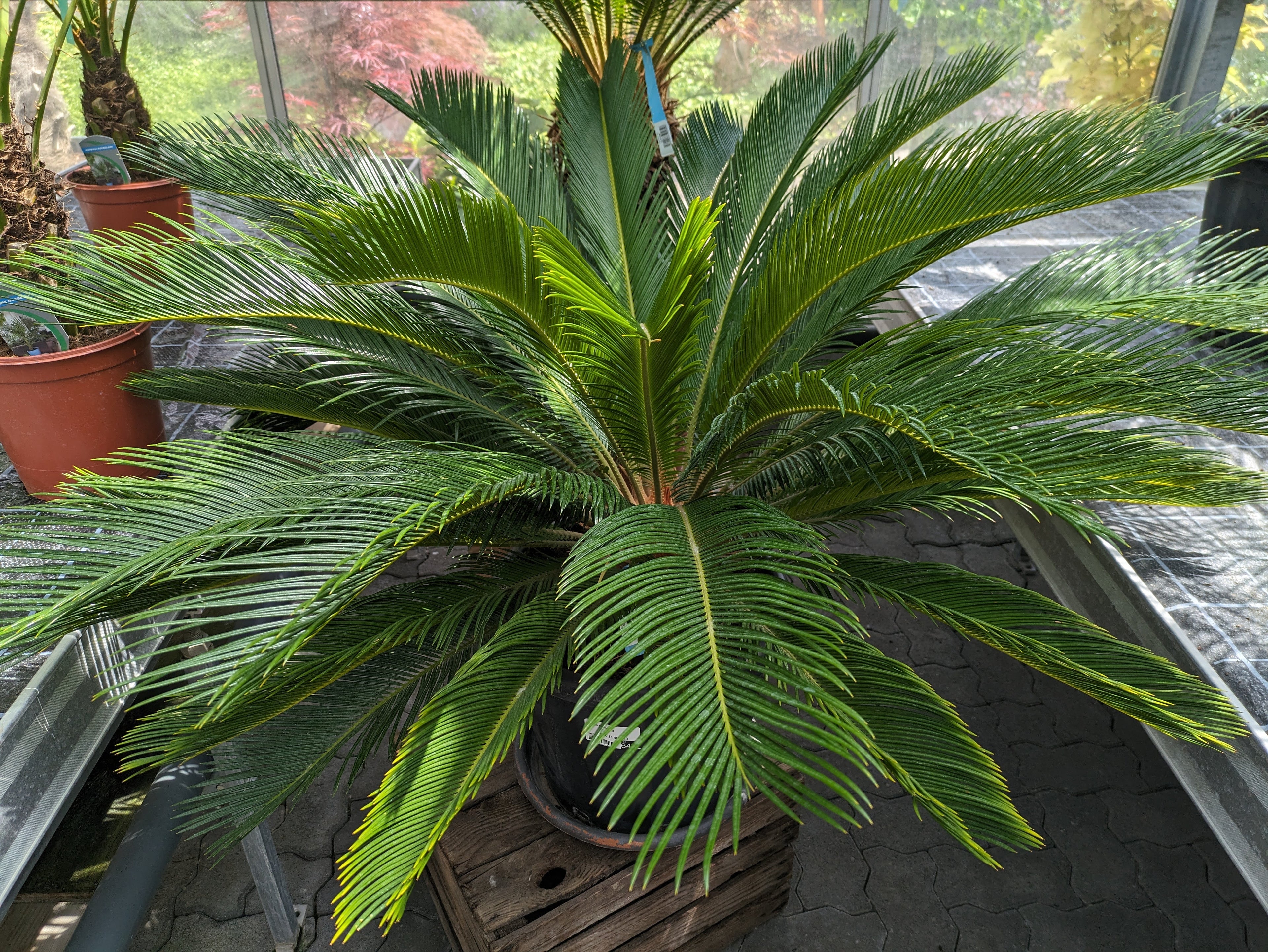 Cycas revoluta, Palmfarn XL 110cm