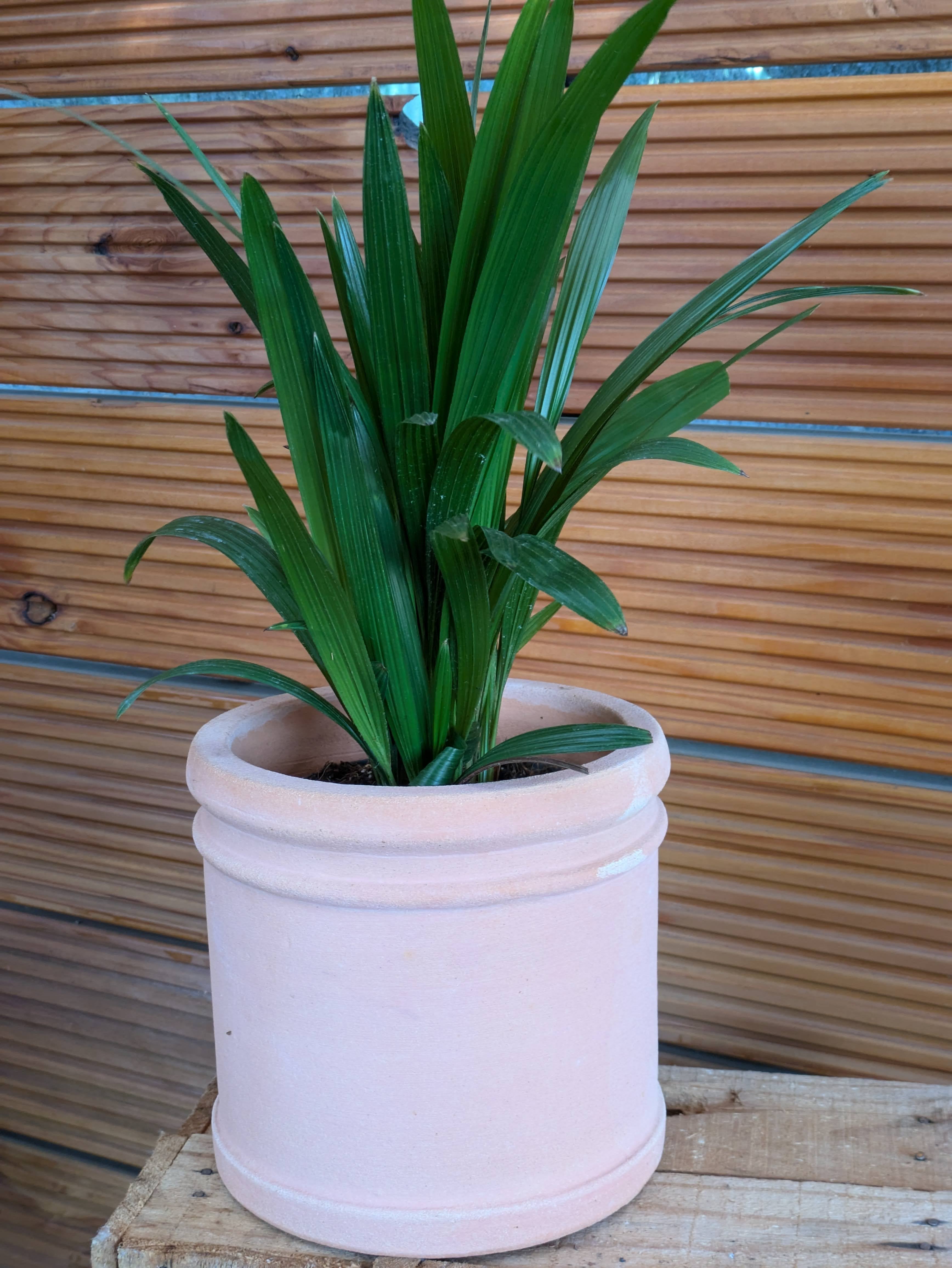 Hanfpalme einjährig