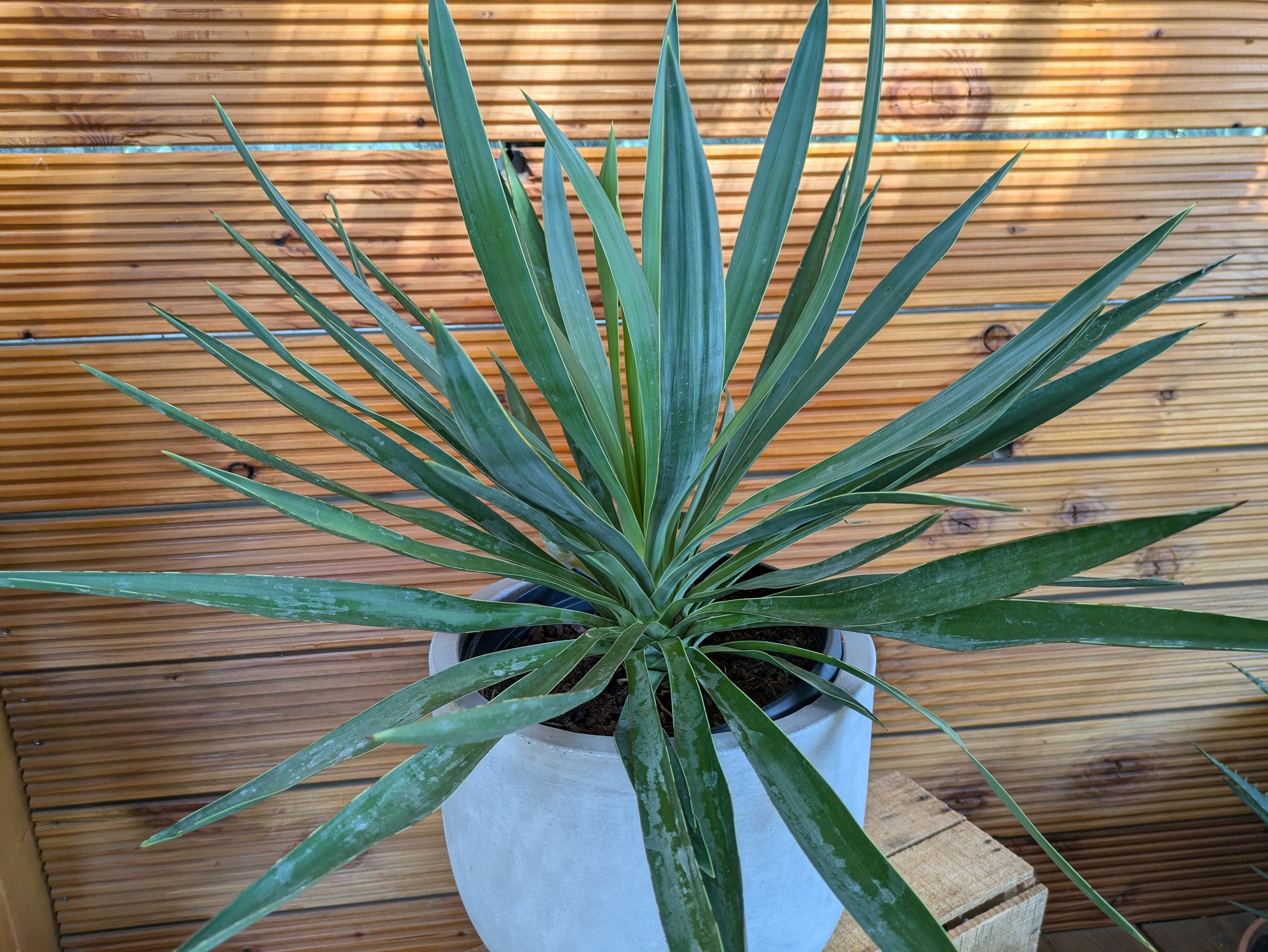 Yucca gloriosa in Dekotopf