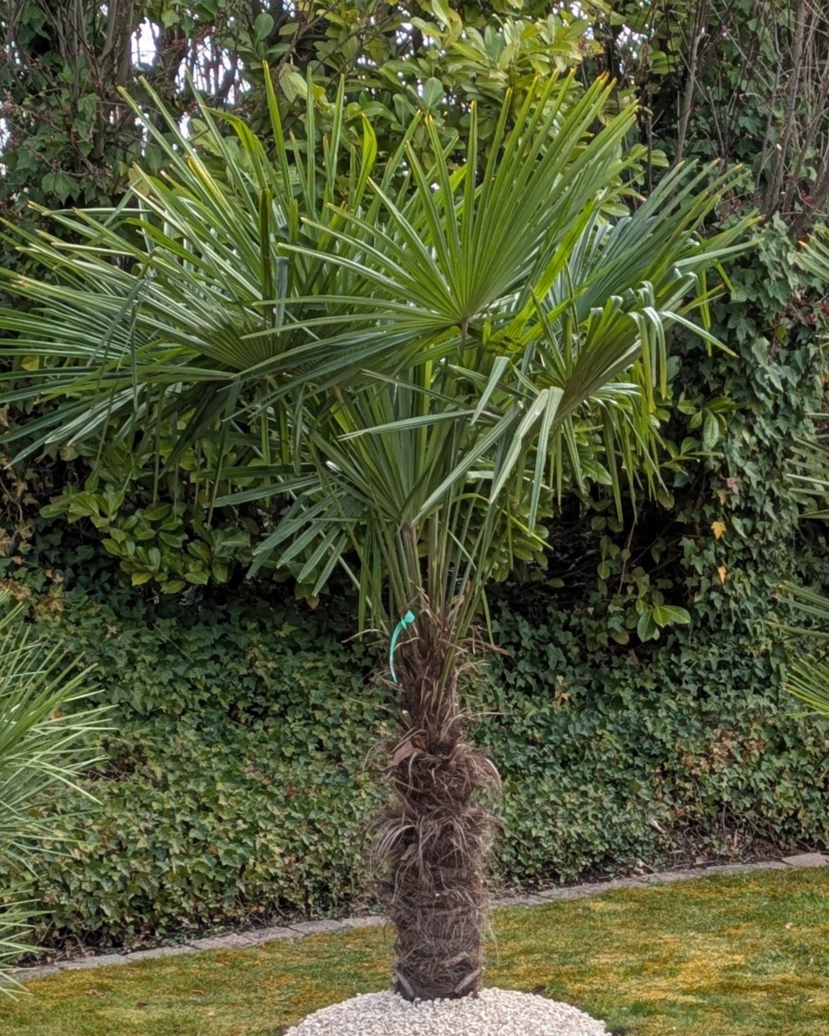 Hanfpalme XL , Trachycarpus fortunei 270cm