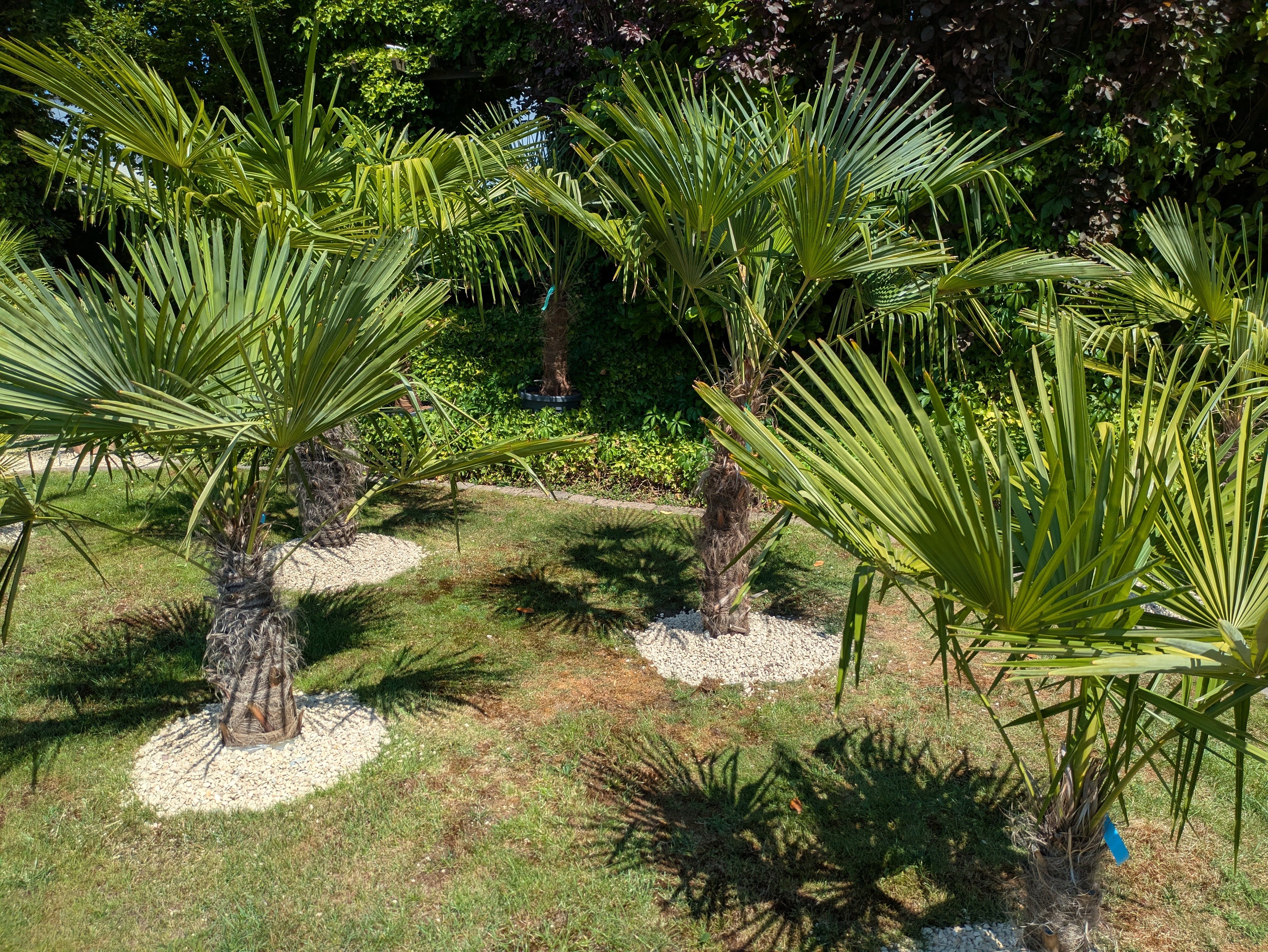 Hanfpalme, Trachycarpus fortunei, 70cm