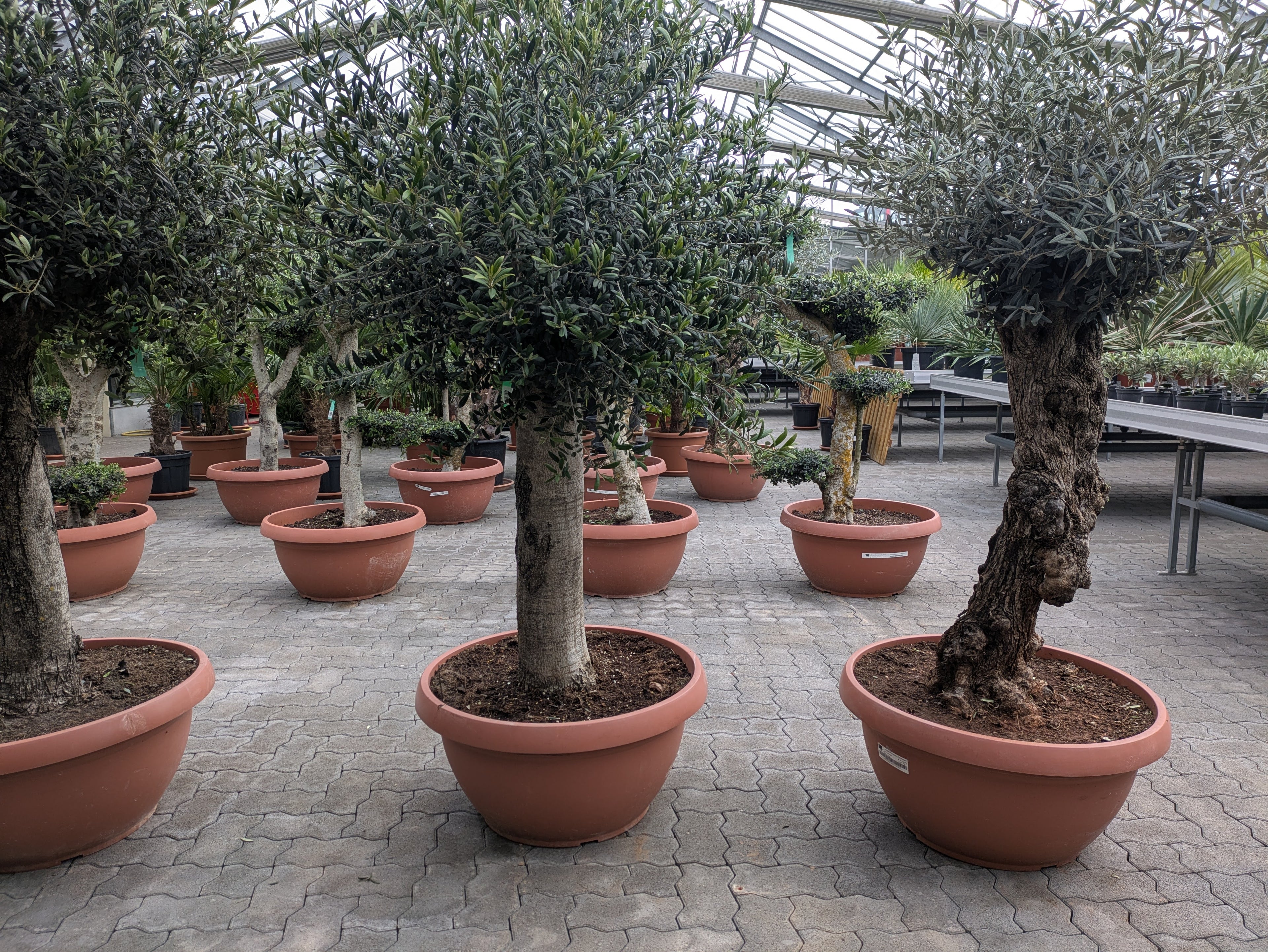 Olivenbaum Pendolino als Bonsai Olive 95 Jahre alt