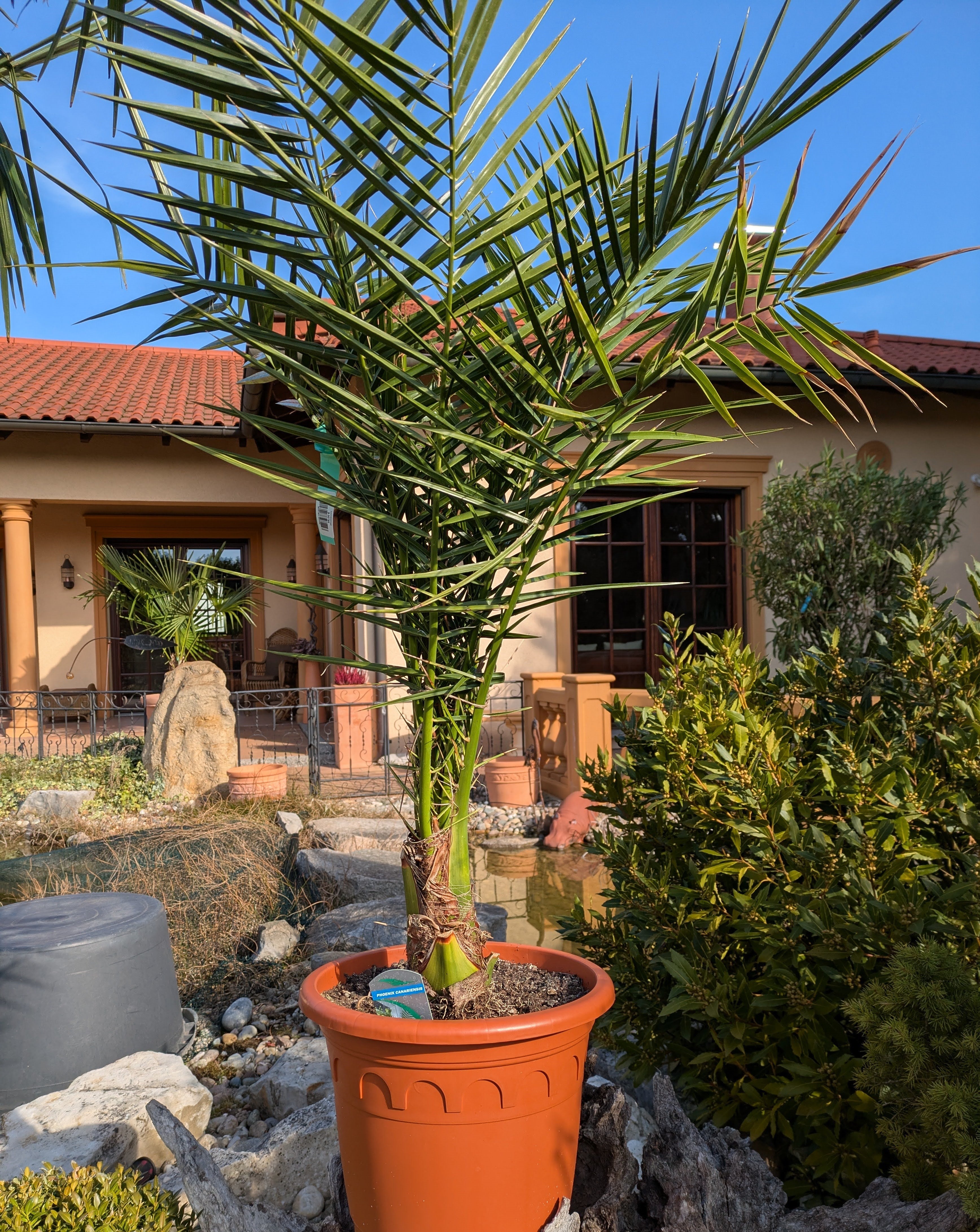 Phoenix Dattelpalme 140cm im Toskanagarten