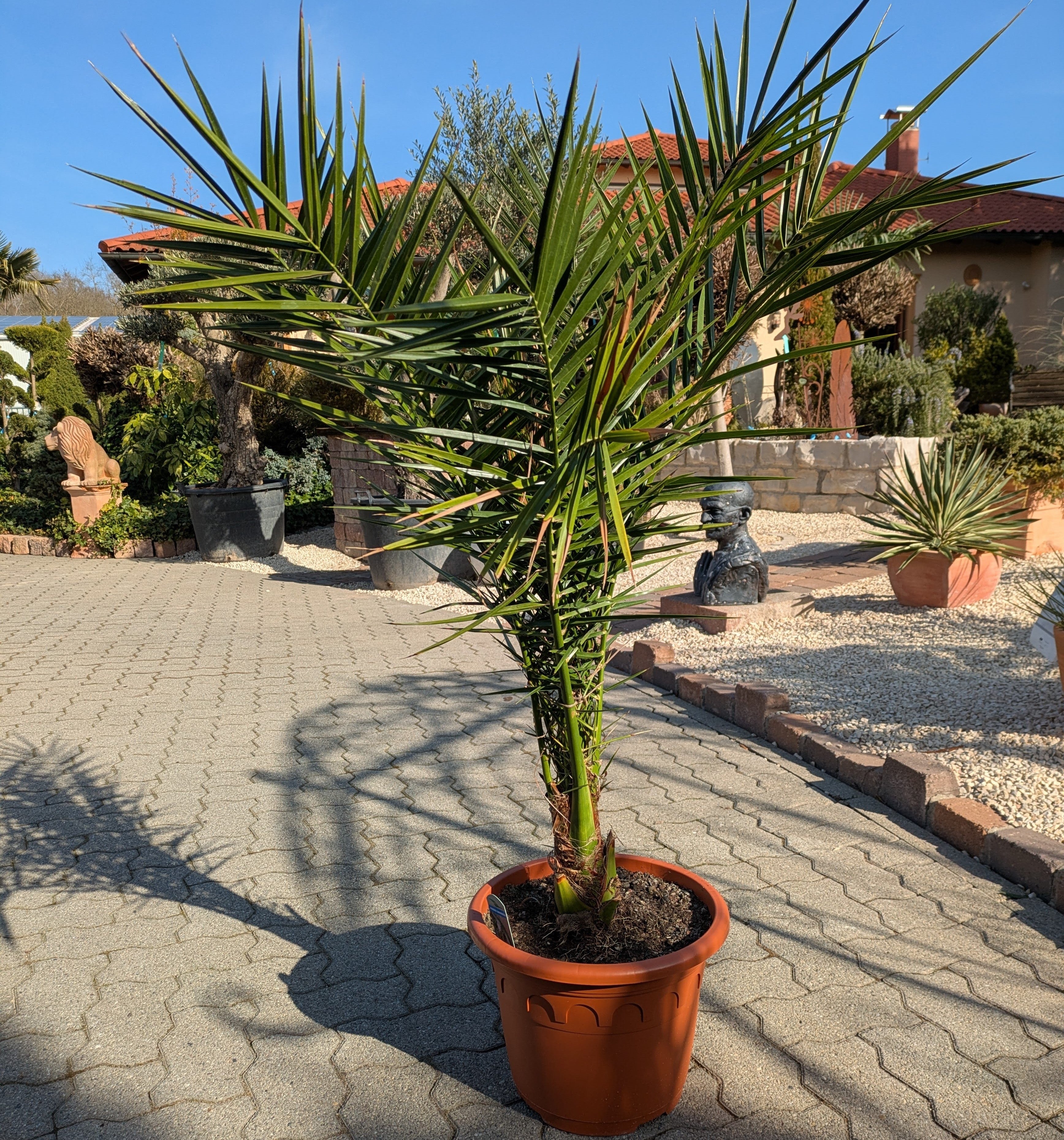 Phoenix Dattelpalme 140cm im Toskanagarten Lingenfeld