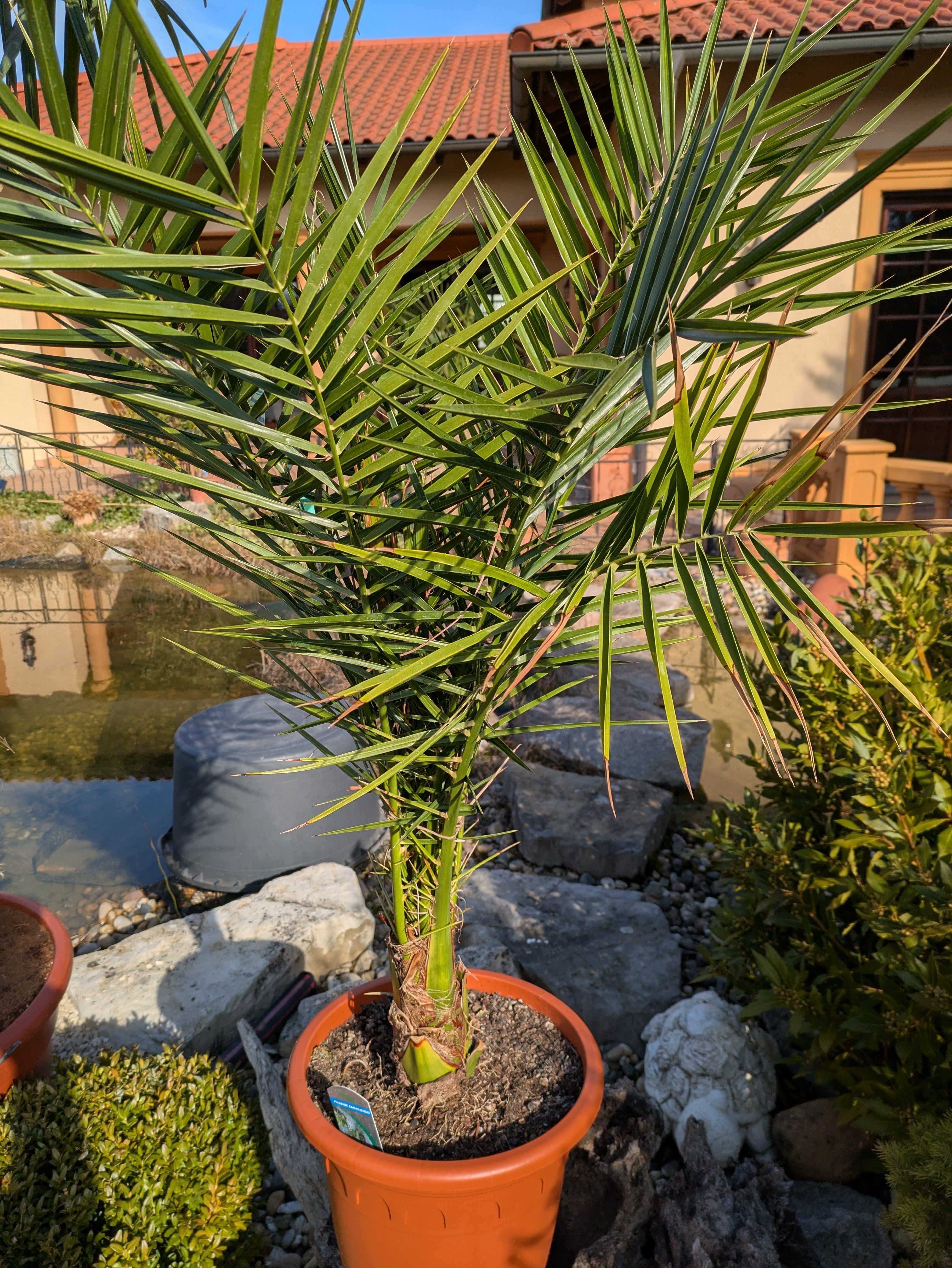 Phoenix Dattelpalme 140cm im Toskanagarten Pfalz