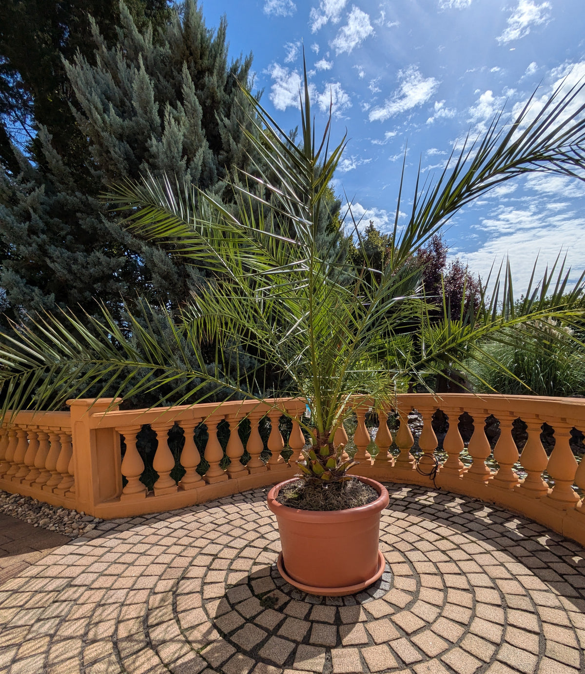 Phoenix Palme jumbo 220cm am Rundell