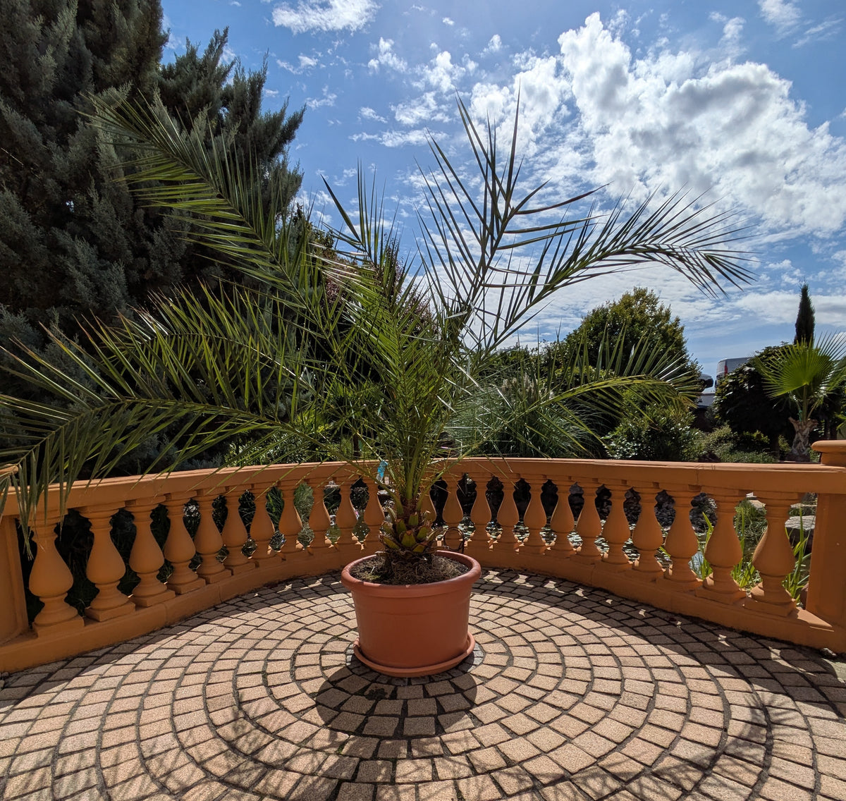Phoenix Palme jumbo 220cm im Schaugarten