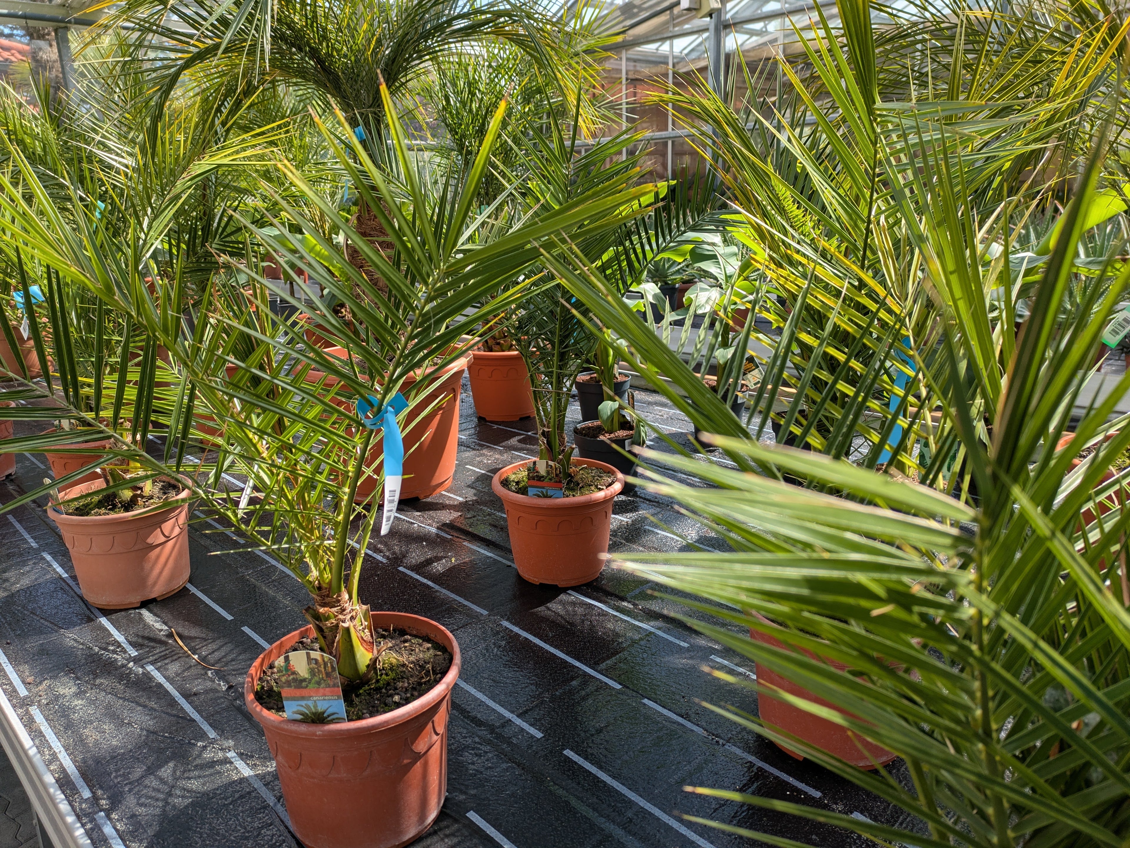 Phoenix canariensis 100cm höhe in der Gärtnerei Scherer