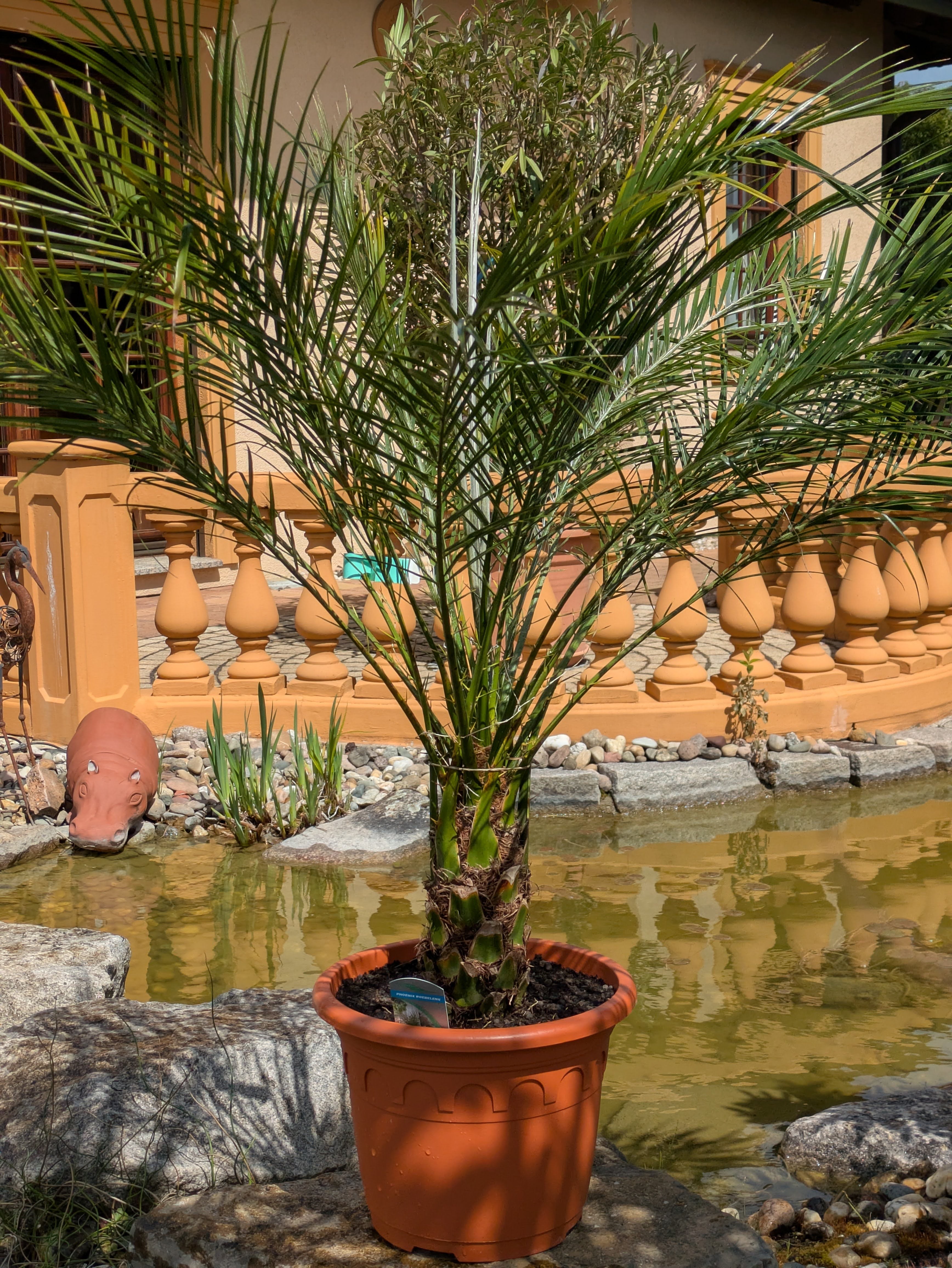 Phoenix rob. asia am Teich