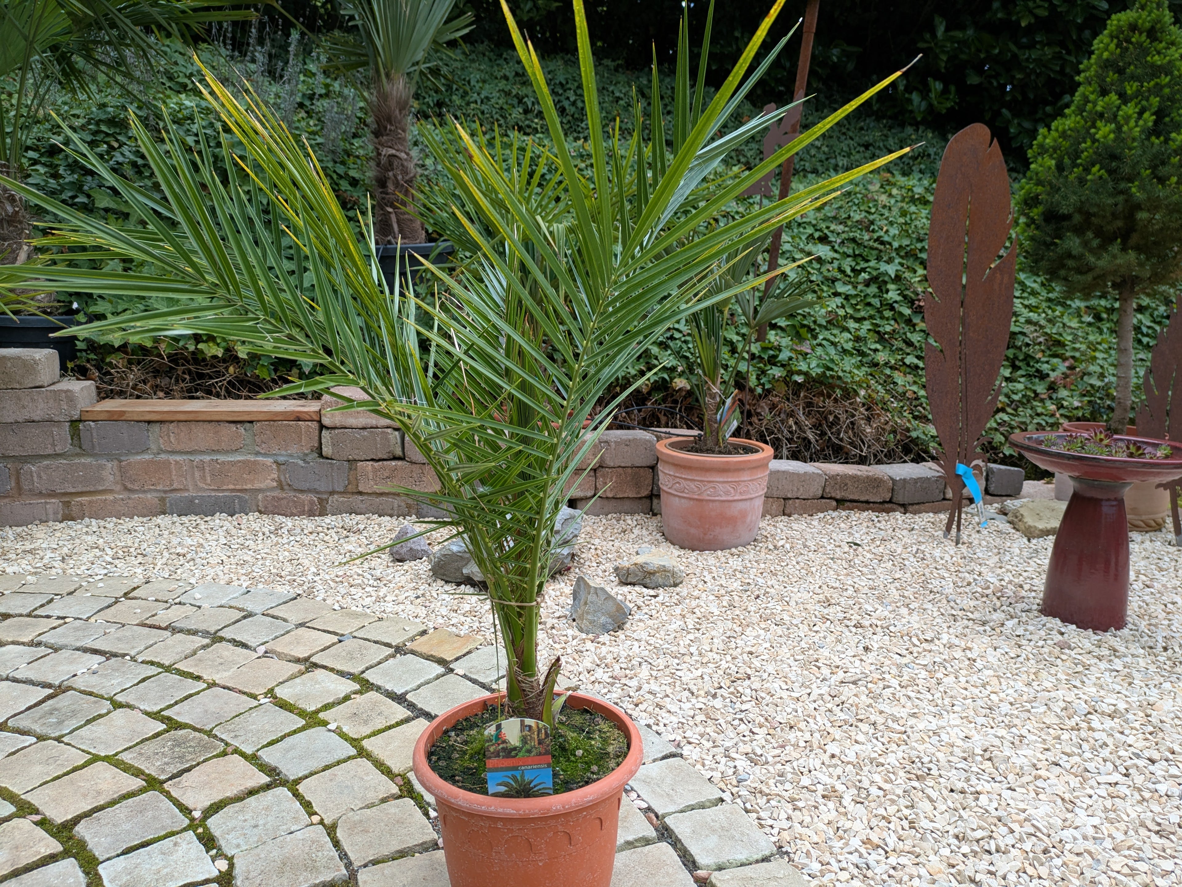 Phoenix canariensis 100cm höhe im Toskanagarten Lingenfeld