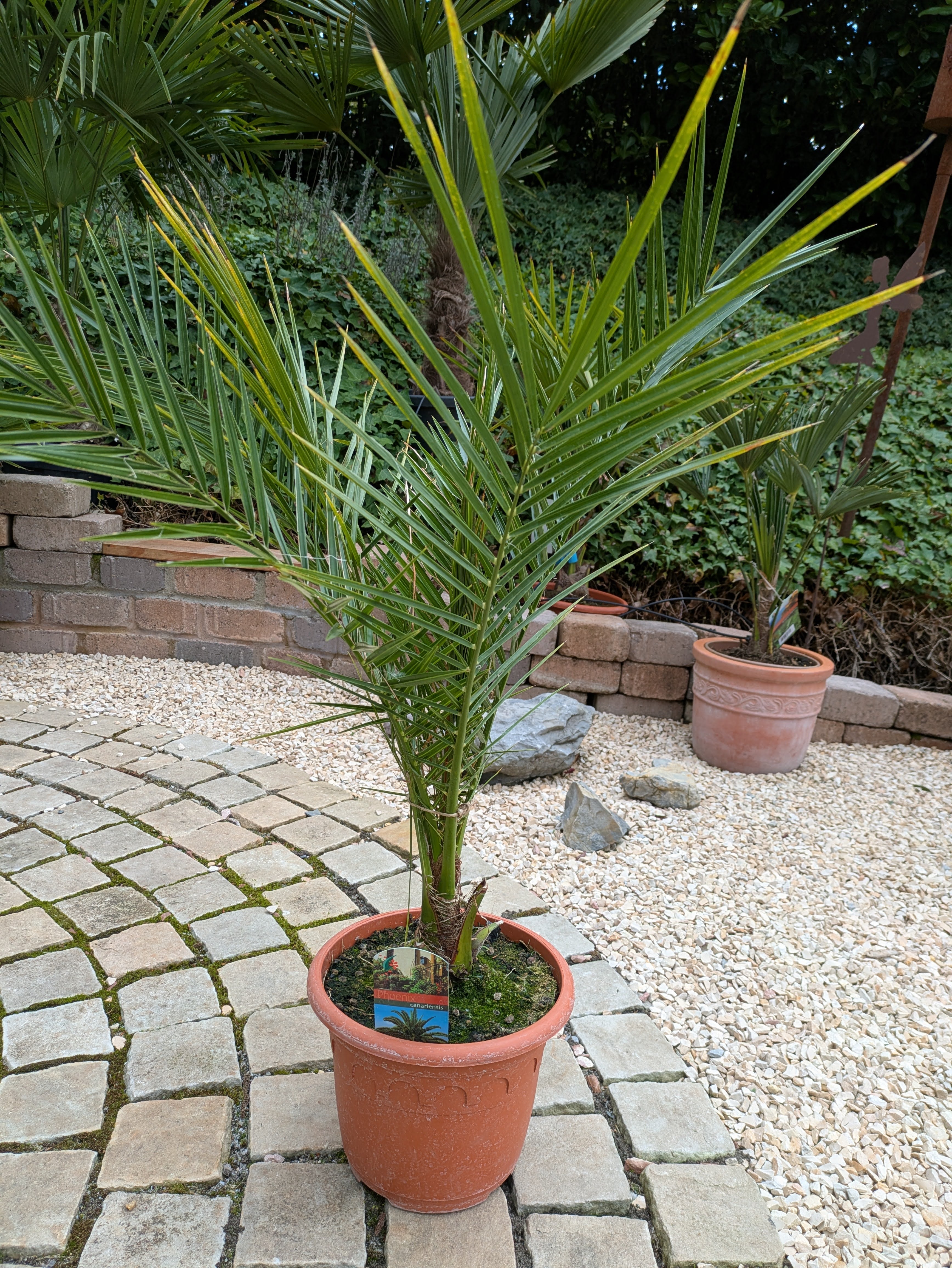 Phoenix canariensis 100cm höhe im Toskanagarten